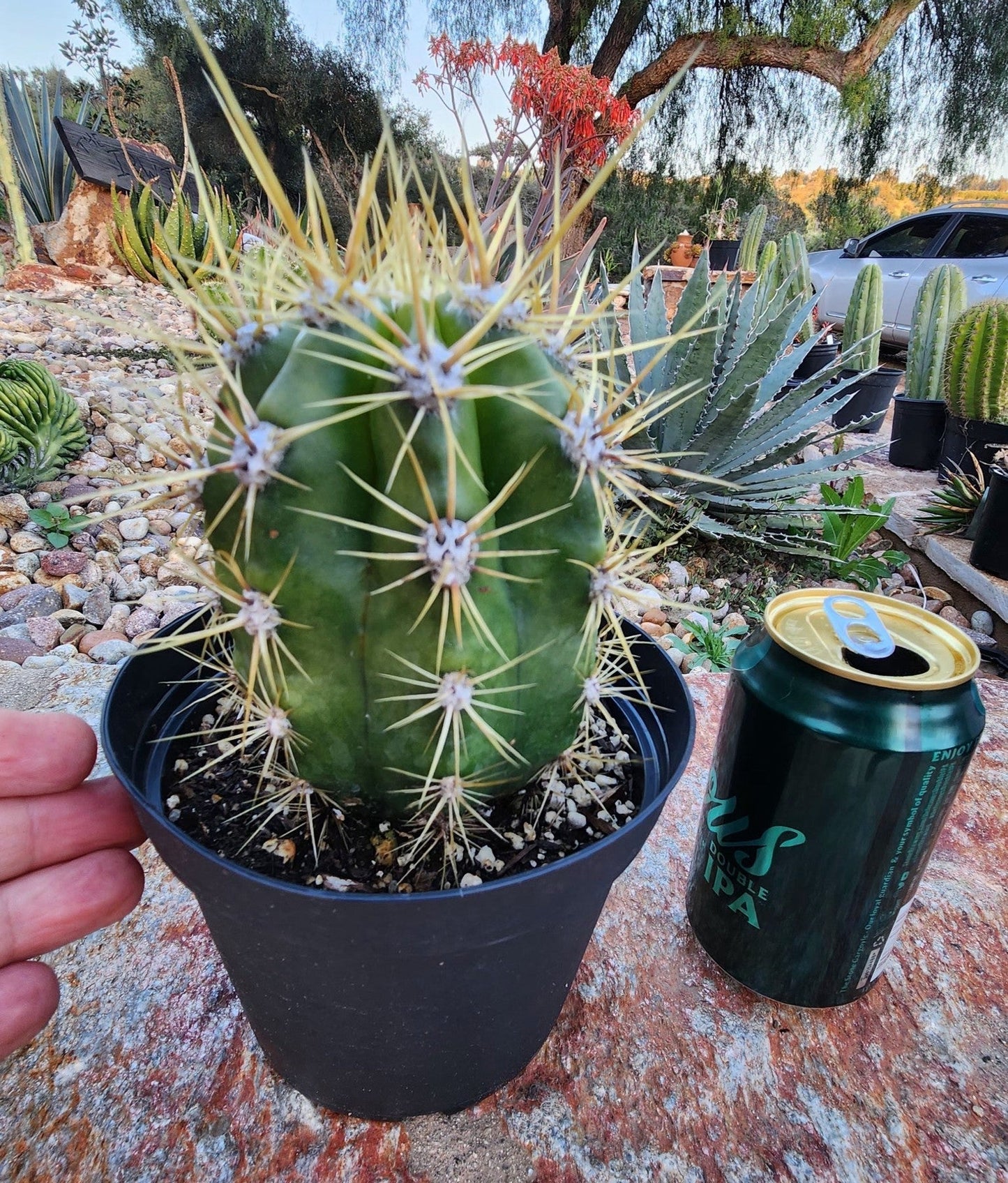 #EC215 Trichocereus Candicans Ornamental Cactus