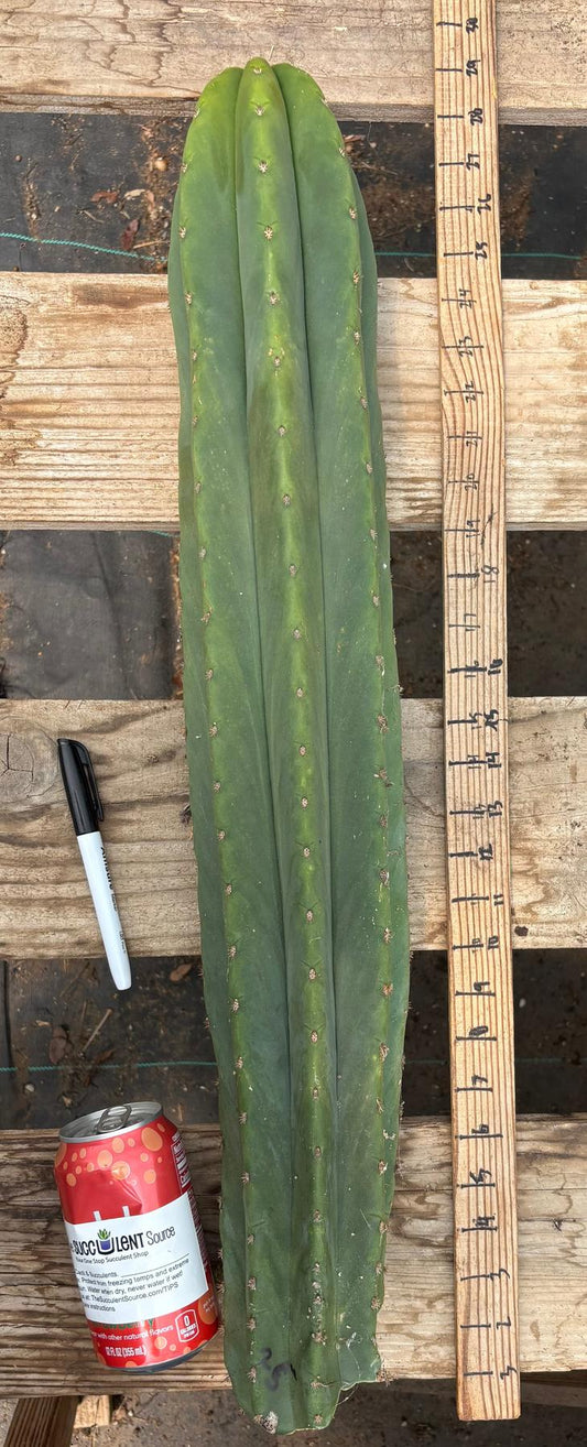 #EC216 Exact Trichocereus Hybrid Sharxx X Zed Scop 25” Cutting