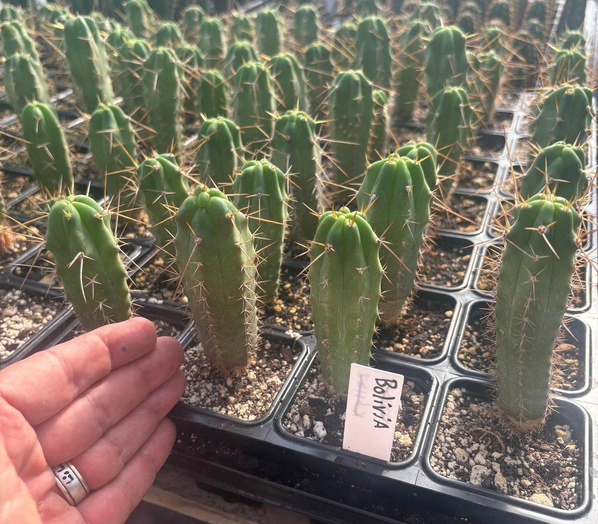#EC219 EXACT Trichocereus Bridgesii OP Seedling from Bolivia Cactus 5-6” Potted