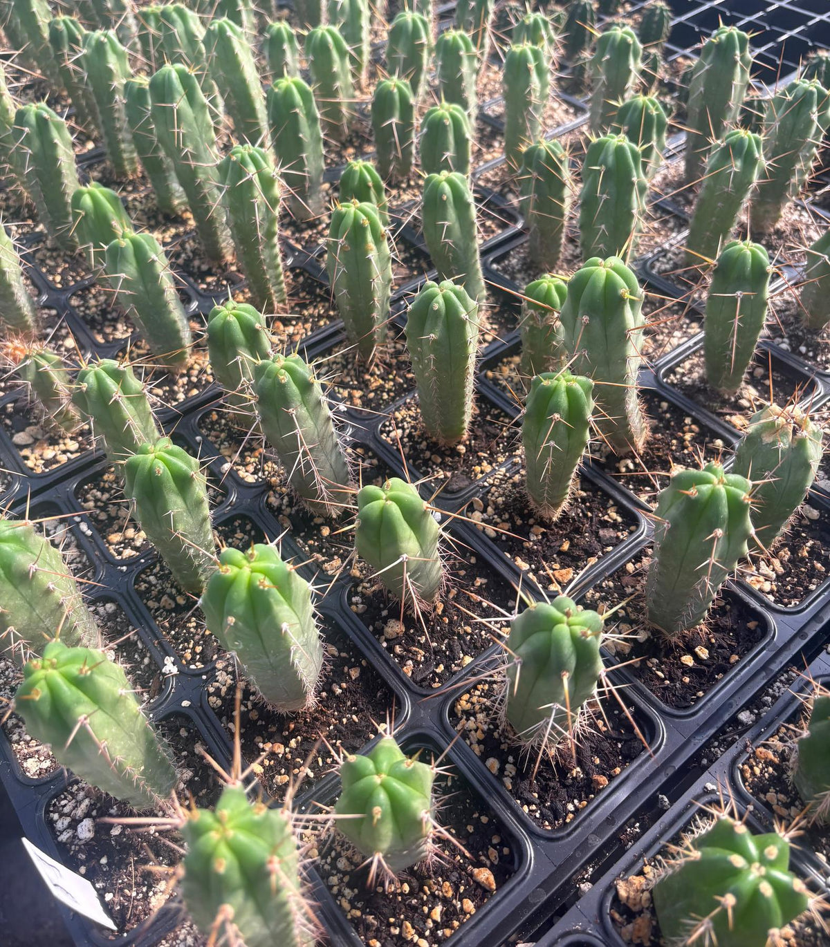 #EC219 EXACT Trichocereus Bridgesii OP Seedling from Bolivia Cactus 5-6” Potted