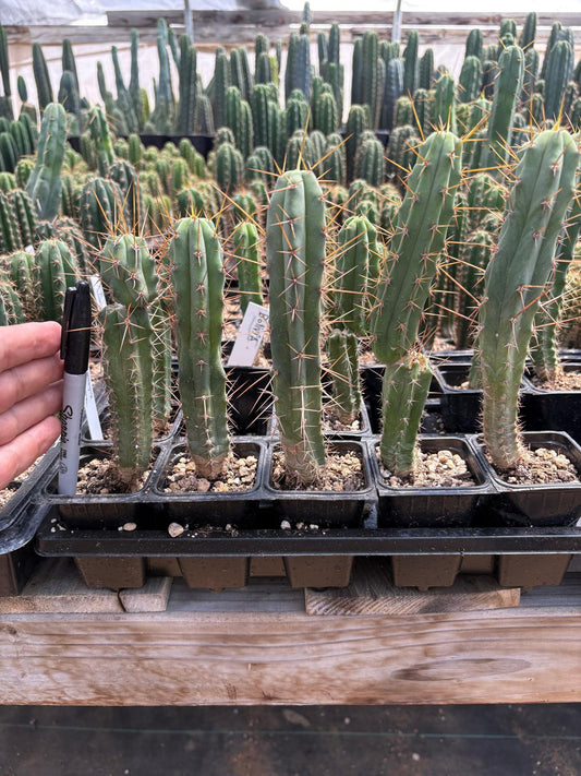 #EC219 EXACT Trichocereus Bridgesii OP Seedling from Bolivia Cactus 5-6” Potted