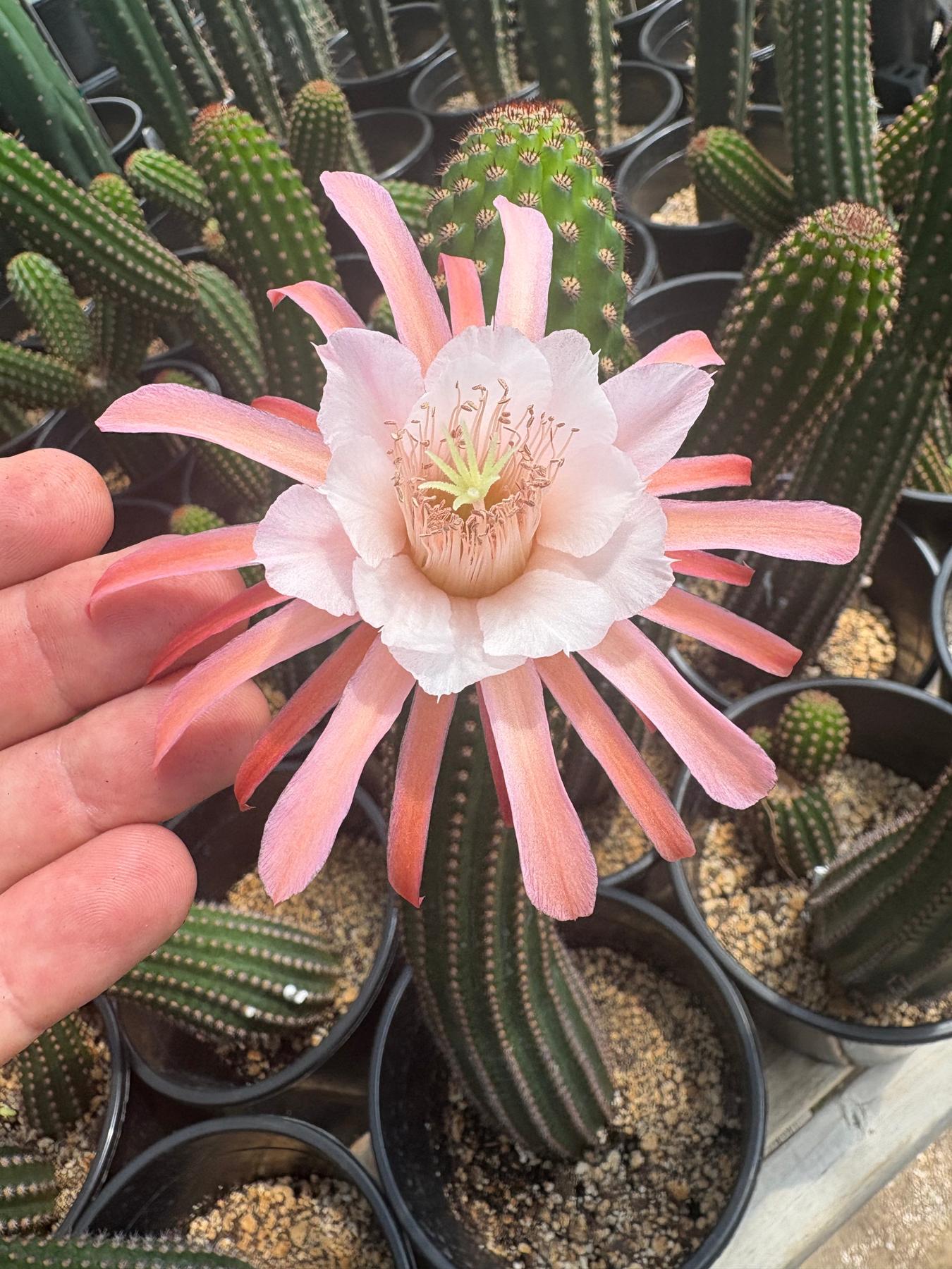 #EC22 EXACT Trichocereus Hybrid Cactus Cutting 10-12"