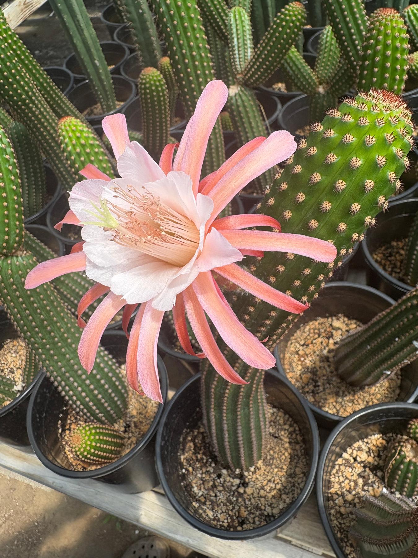 #EC22 EXACT Trichocereus Hybrid Cactus Cutting 10-12"