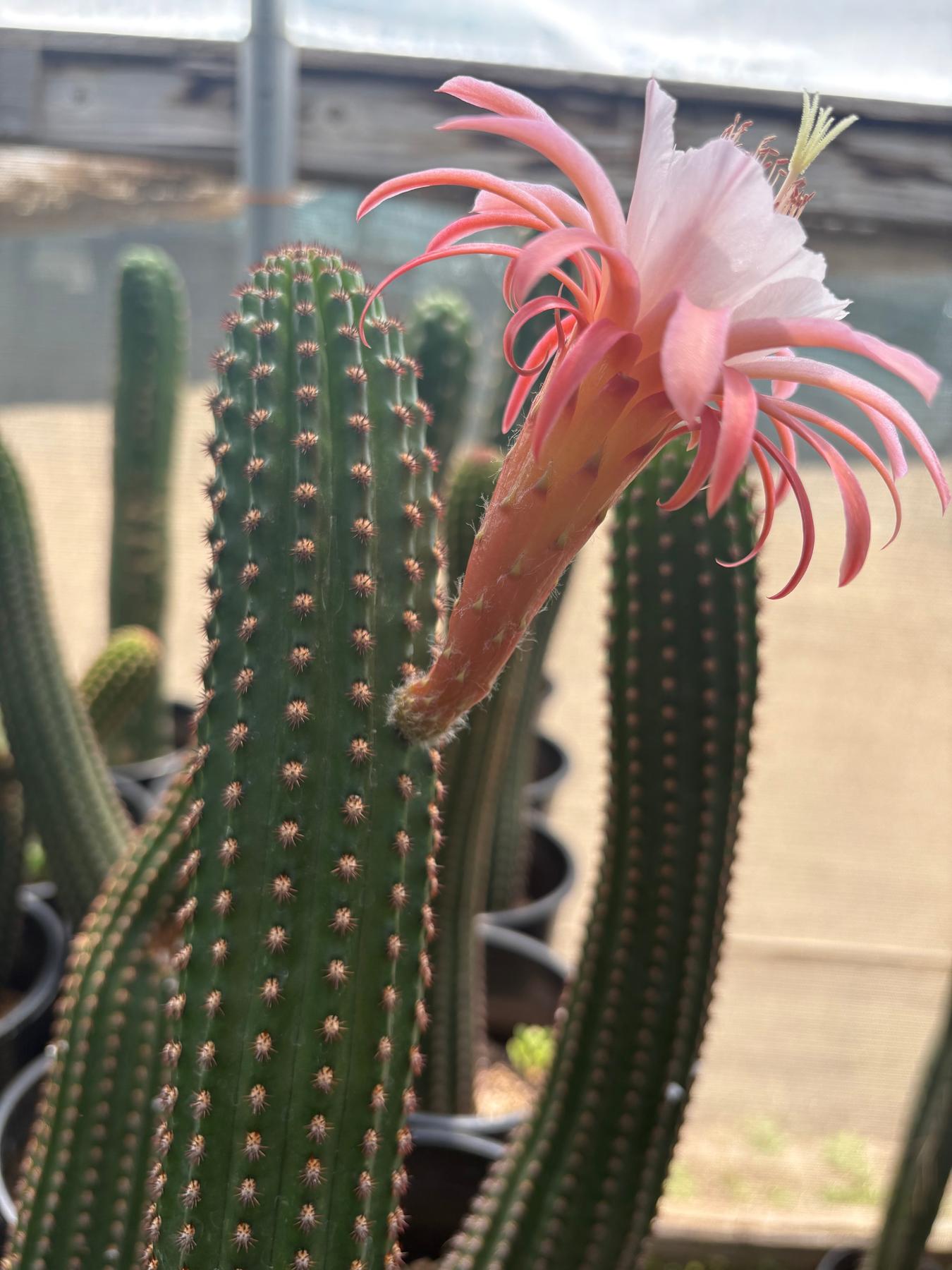 #EC22 EXACT Trichocereus Hybrid Cactus Cutting 10-12"