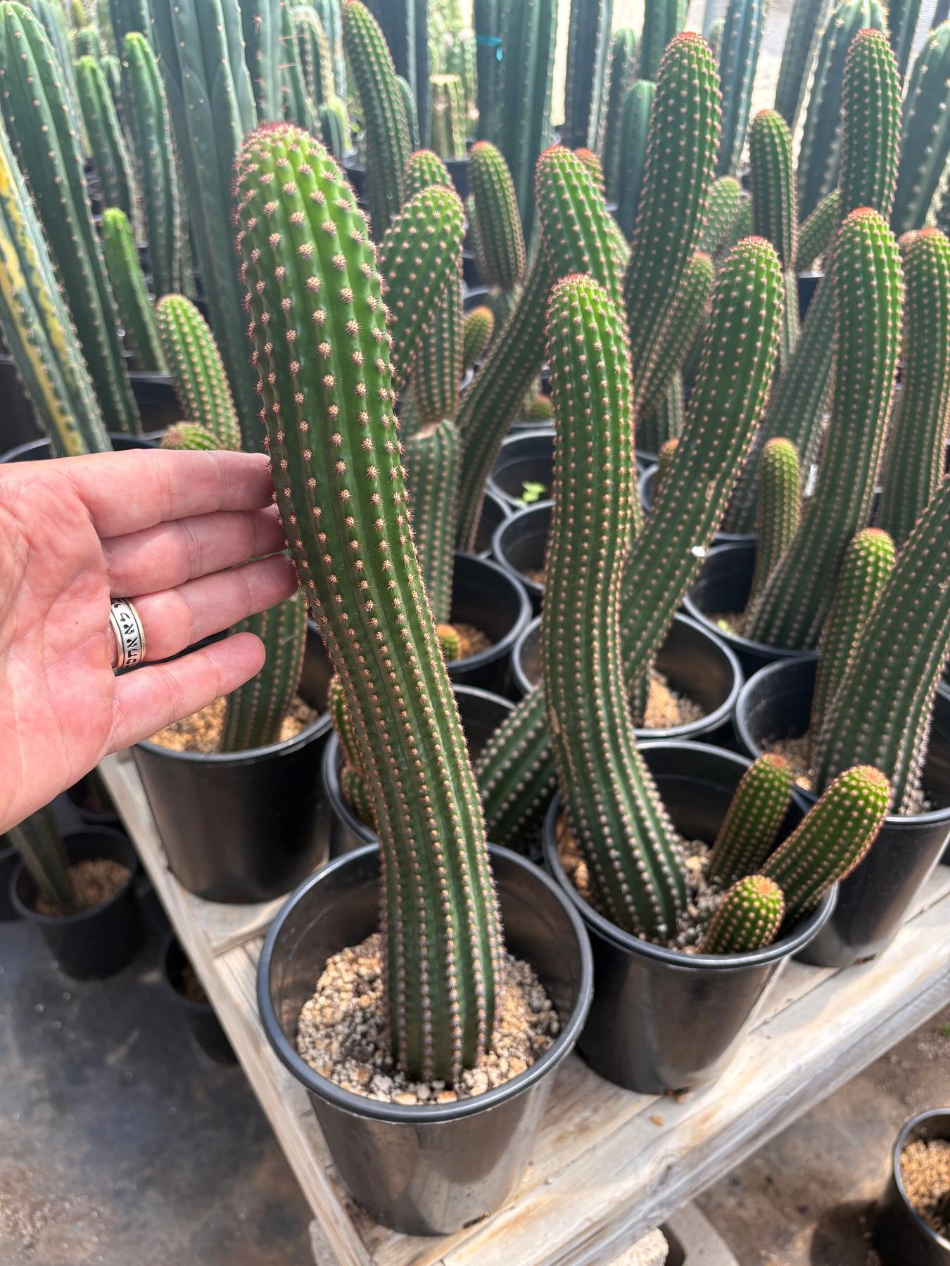 #EC22 EXACT Trichocereus Hybrid Cactus Cutting 10-12"