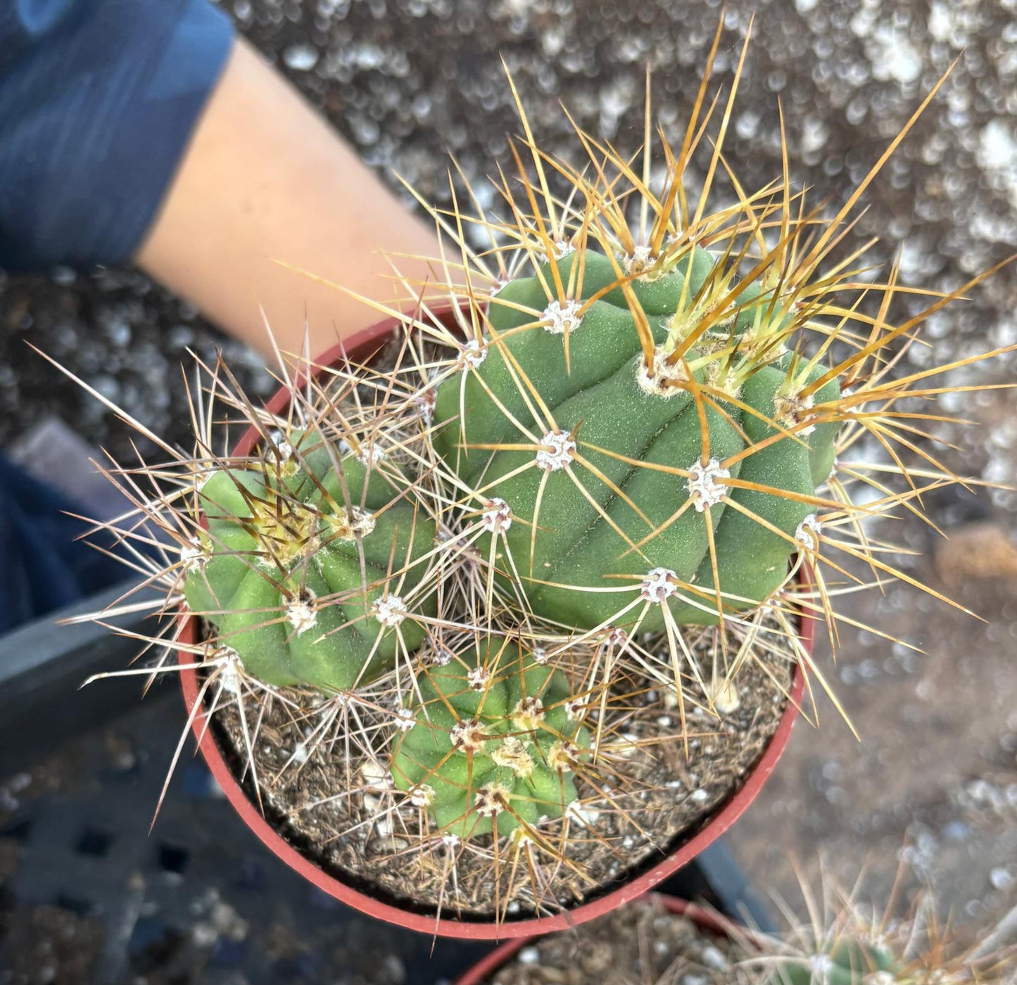 #EC222 EXACT Trichocereus Terschekii Cactus Cluster in 4” container