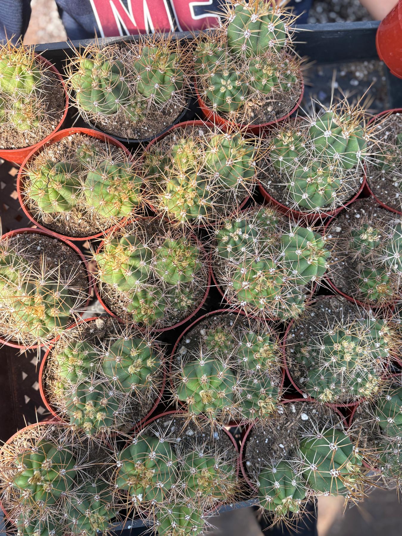 #EC222 EXACT Trichocereus Terschekii Cactus Cluster in 4” container
