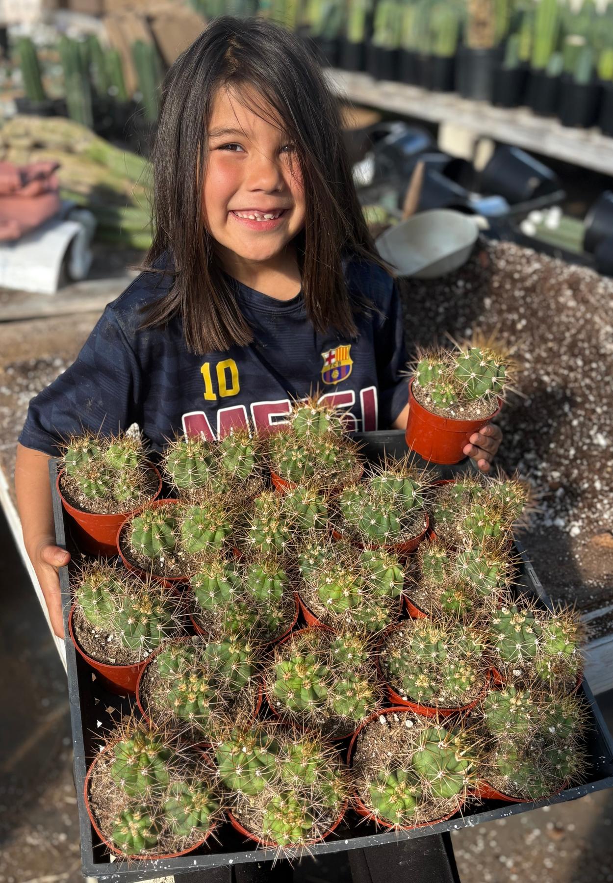 #EC222 EXACT Trichocereus Terschekii Cactus Cluster in 4” container
