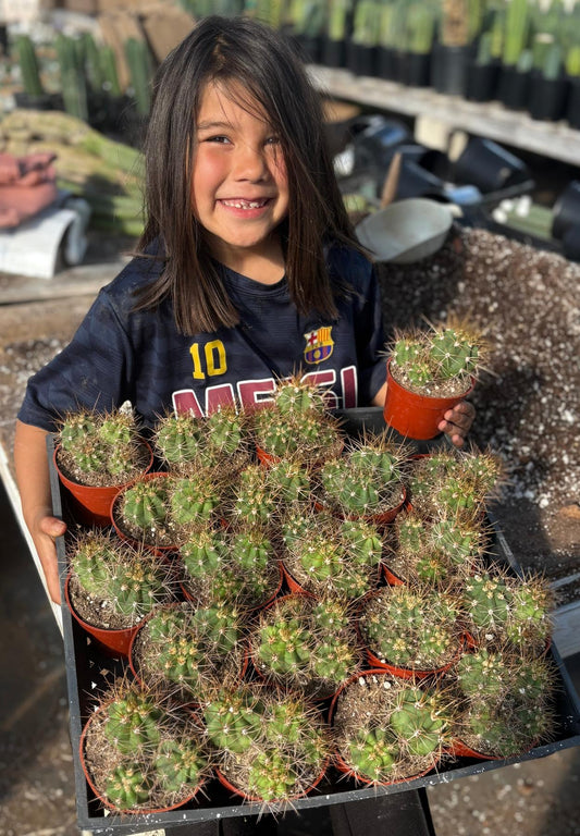 #EC222 EXACT Trichocereus Terschekii Cactus Cluster in 4” container