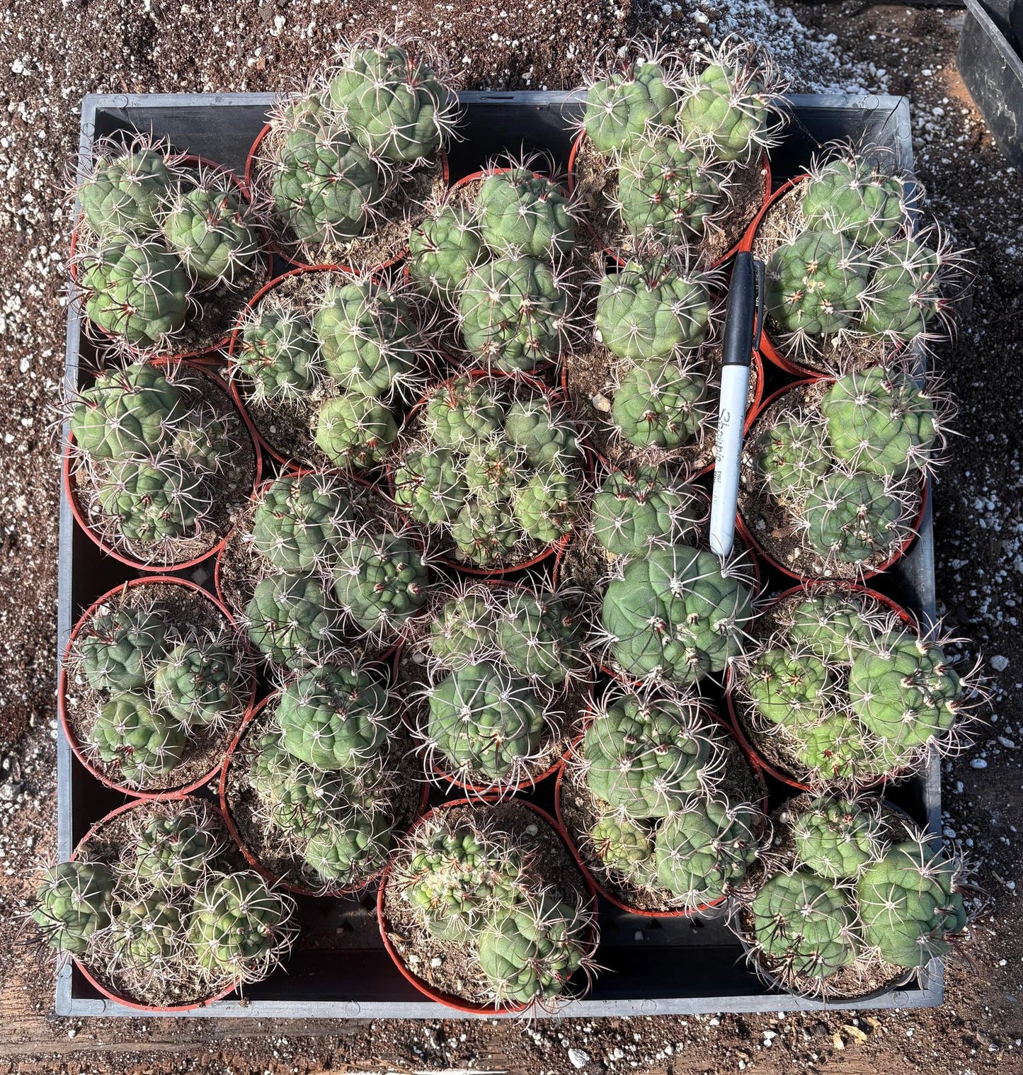 #EC223 EXACT Gymnocalycium Ornamental Cactus potted in 4”