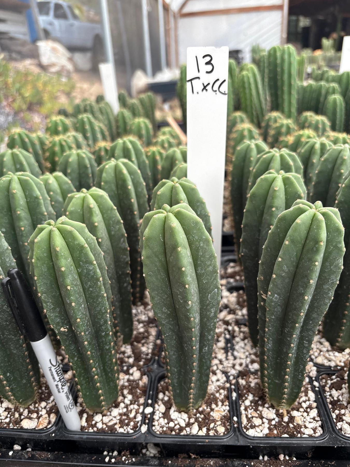 #EC225 Variety of Trichocereus Hybrid Cactus Bargain Potted Seedlings For Sale