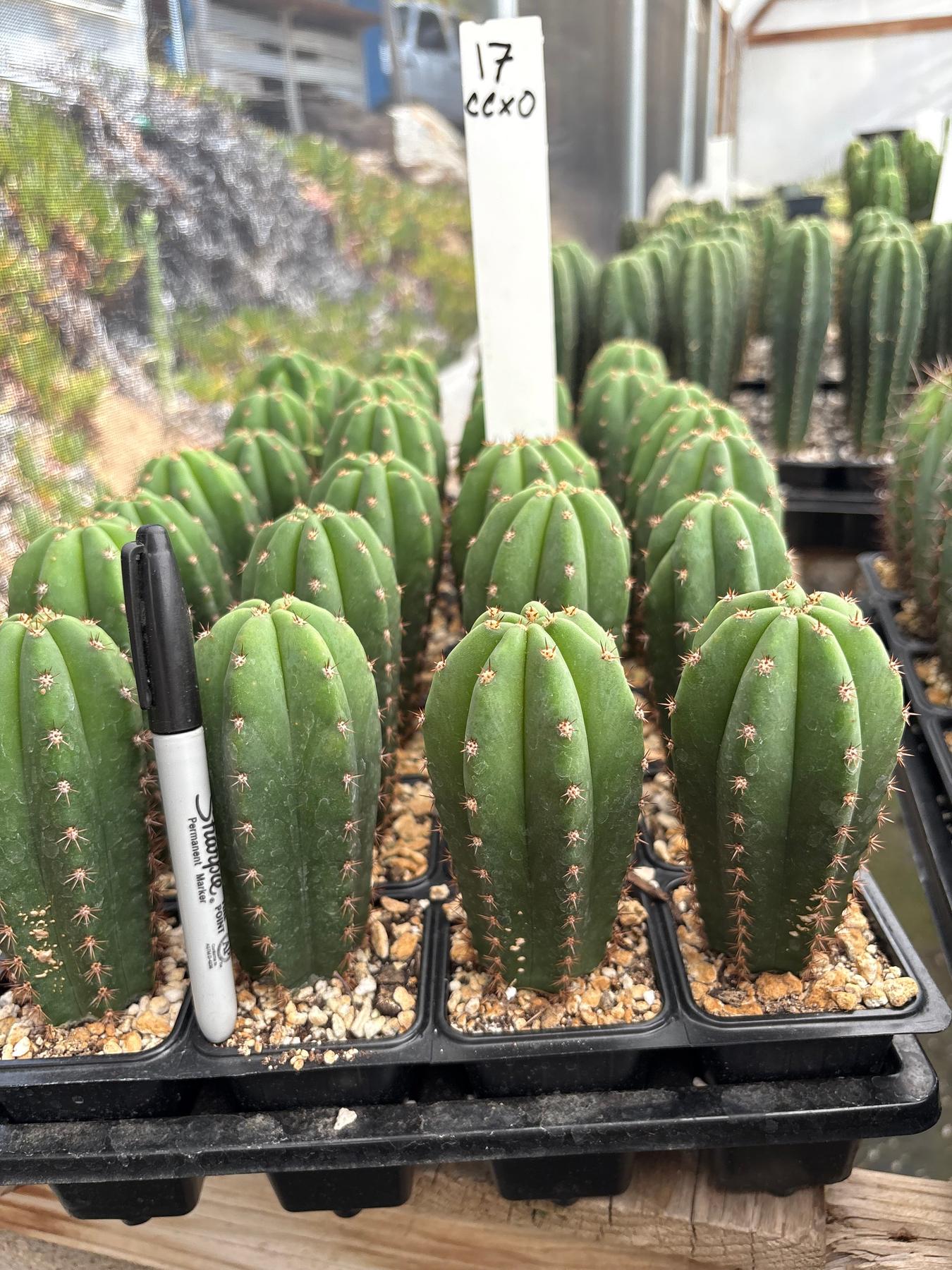 #EC225 Variety of Trichocereus Hybrid Cactus Bargain Potted Seedlings For Sale