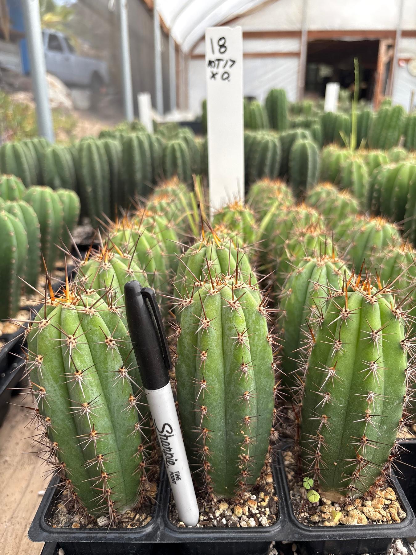 #EC225 Variety of Trichocereus Hybrid Cactus Bargain Potted Seedlings For Sale