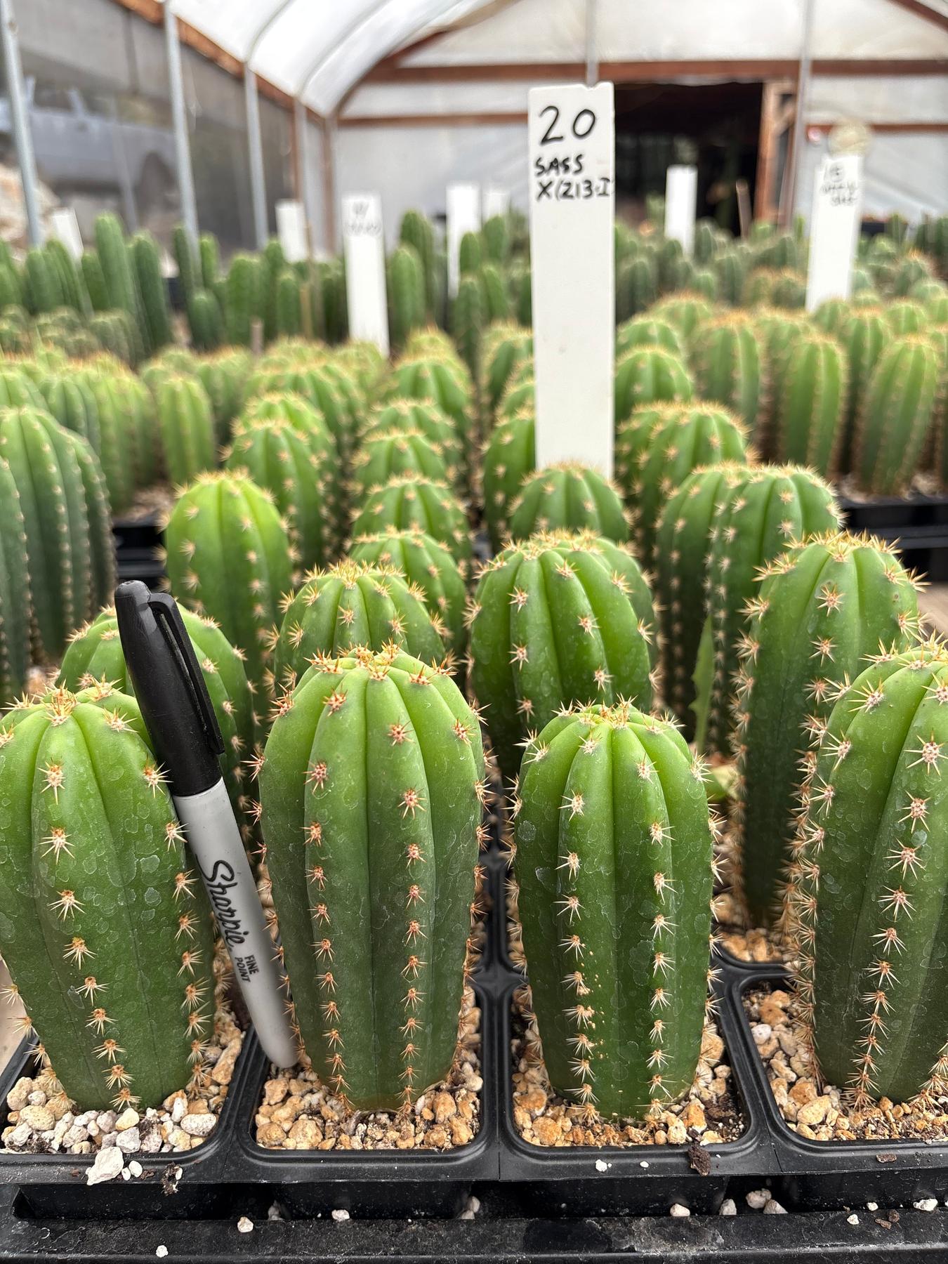 #EC225 Variety of Trichocereus Hybrid Cactus Bargain Potted Seedlings For Sale