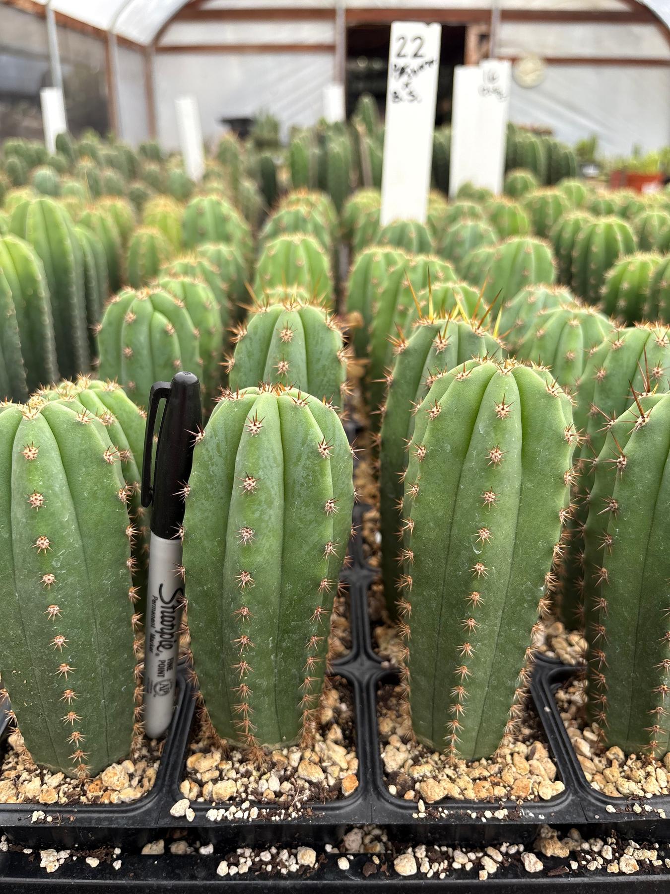 #EC225 Variety of Trichocereus Hybrid Cactus Bargain Potted Seedlings For Sale