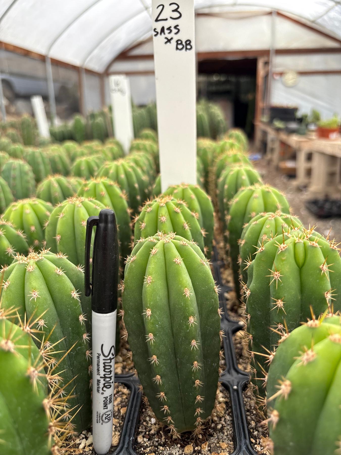 #EC225 Variety of Trichocereus Hybrid Cactus Bargain Potted Seedlings For Sale