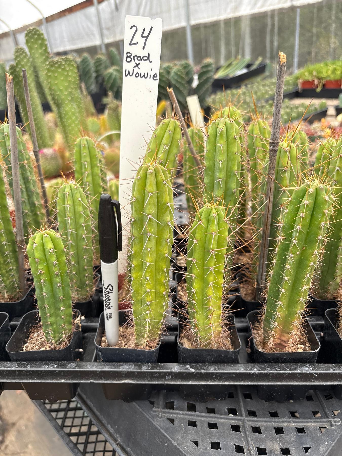 #EC225 Variety of Trichocereus Hybrid Cactus Bargain Potted Seedlings For Sale
