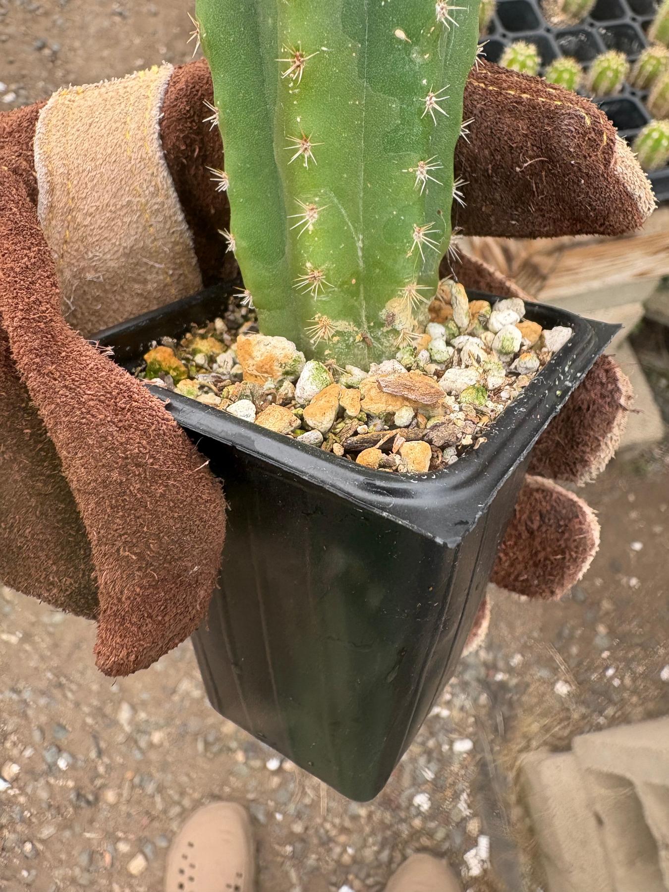 #EC225 Variety of Trichocereus Hybrid Cactus Bargain Potted Seedlings For Sale