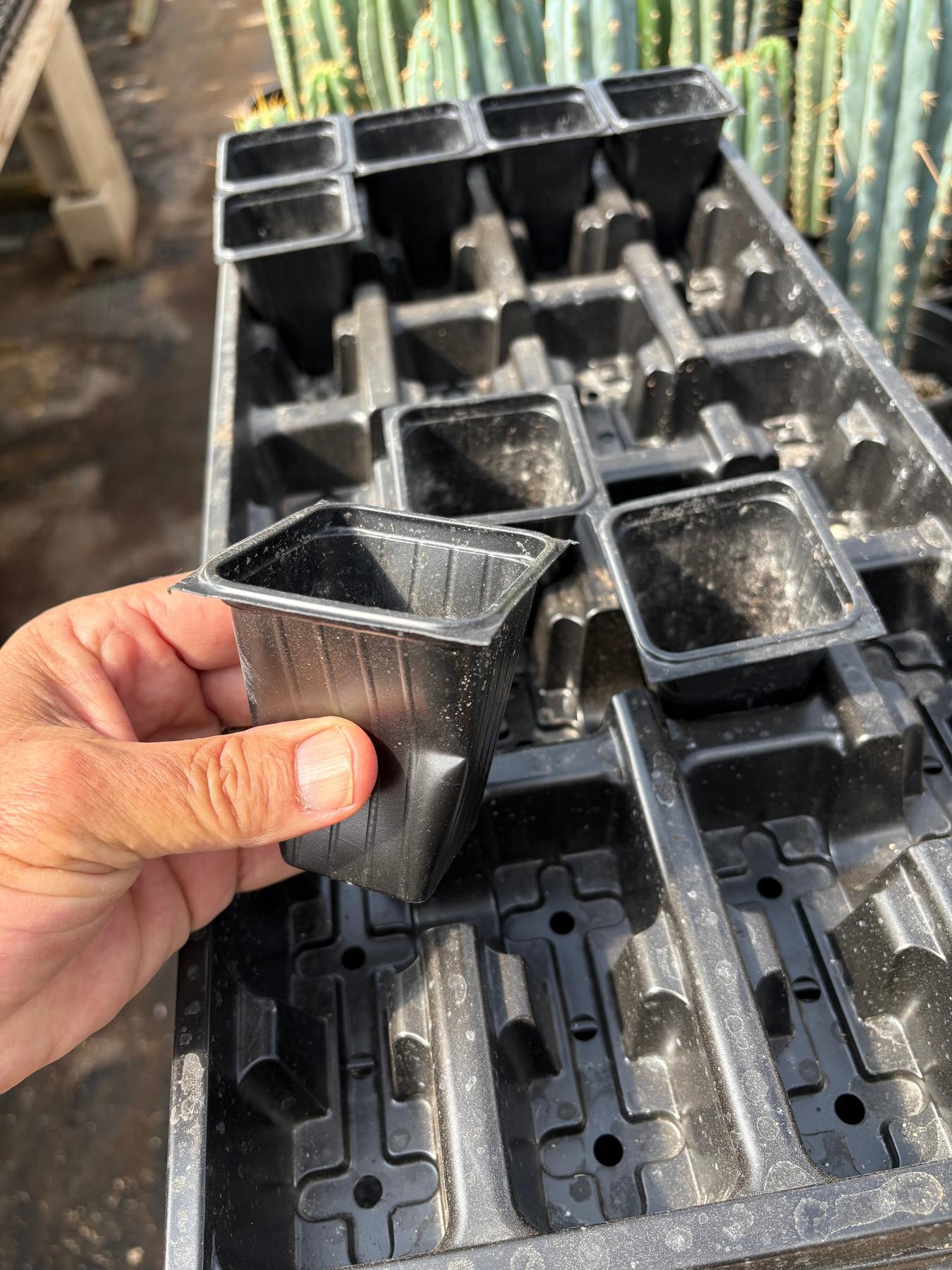 #EC225 Variety of Trichocereus Hybrid Cactus Bargain Potted Seedlings For Sale