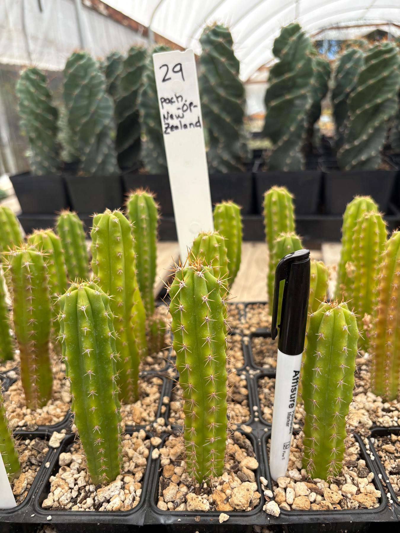 #EC225 Variety of Trichocereus Hybrid Cactus Bargain Potted Seedlings For Sale