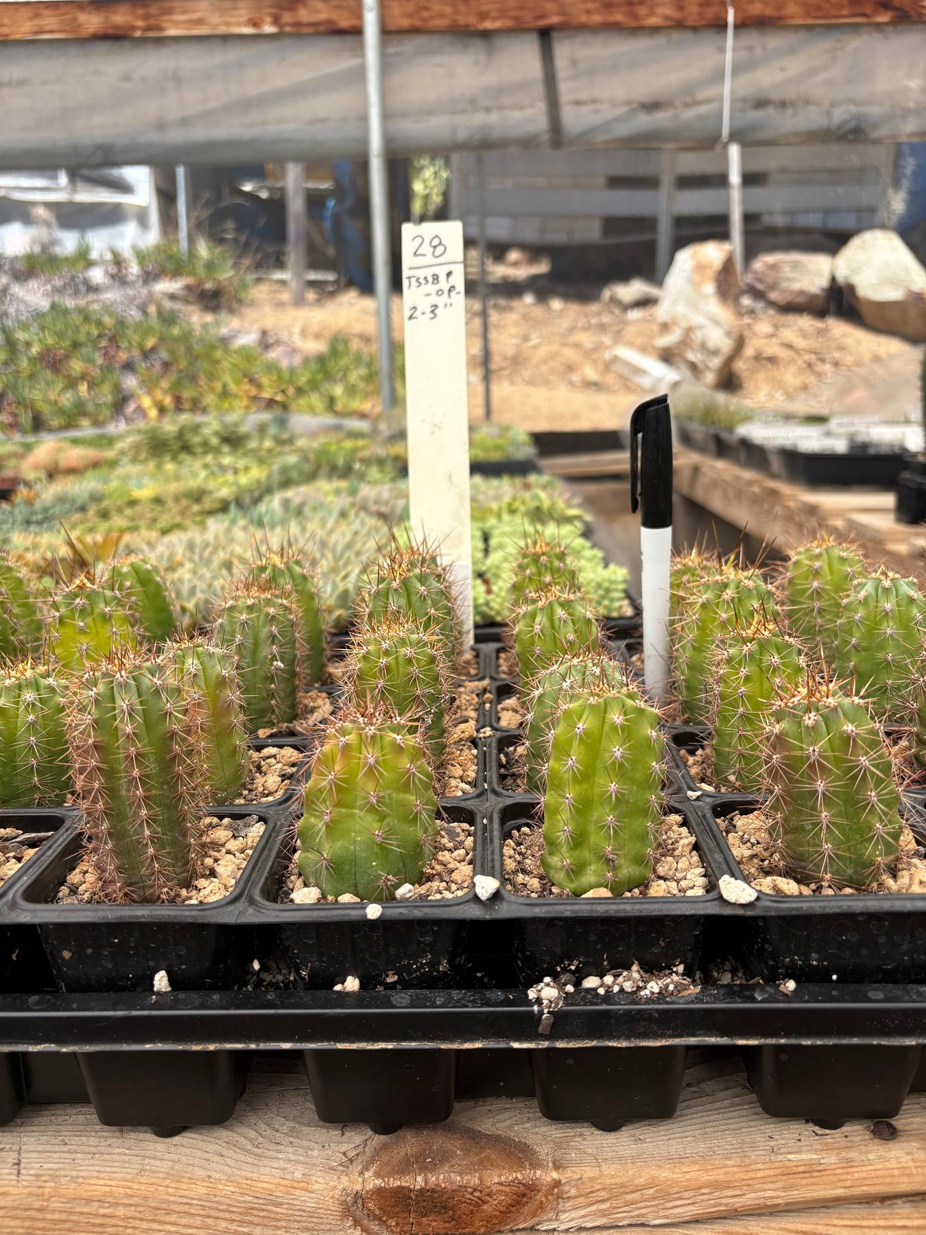 #EC225 Variety of Trichocereus Hybrid Cactus Bargain Potted Seedlings For Sale