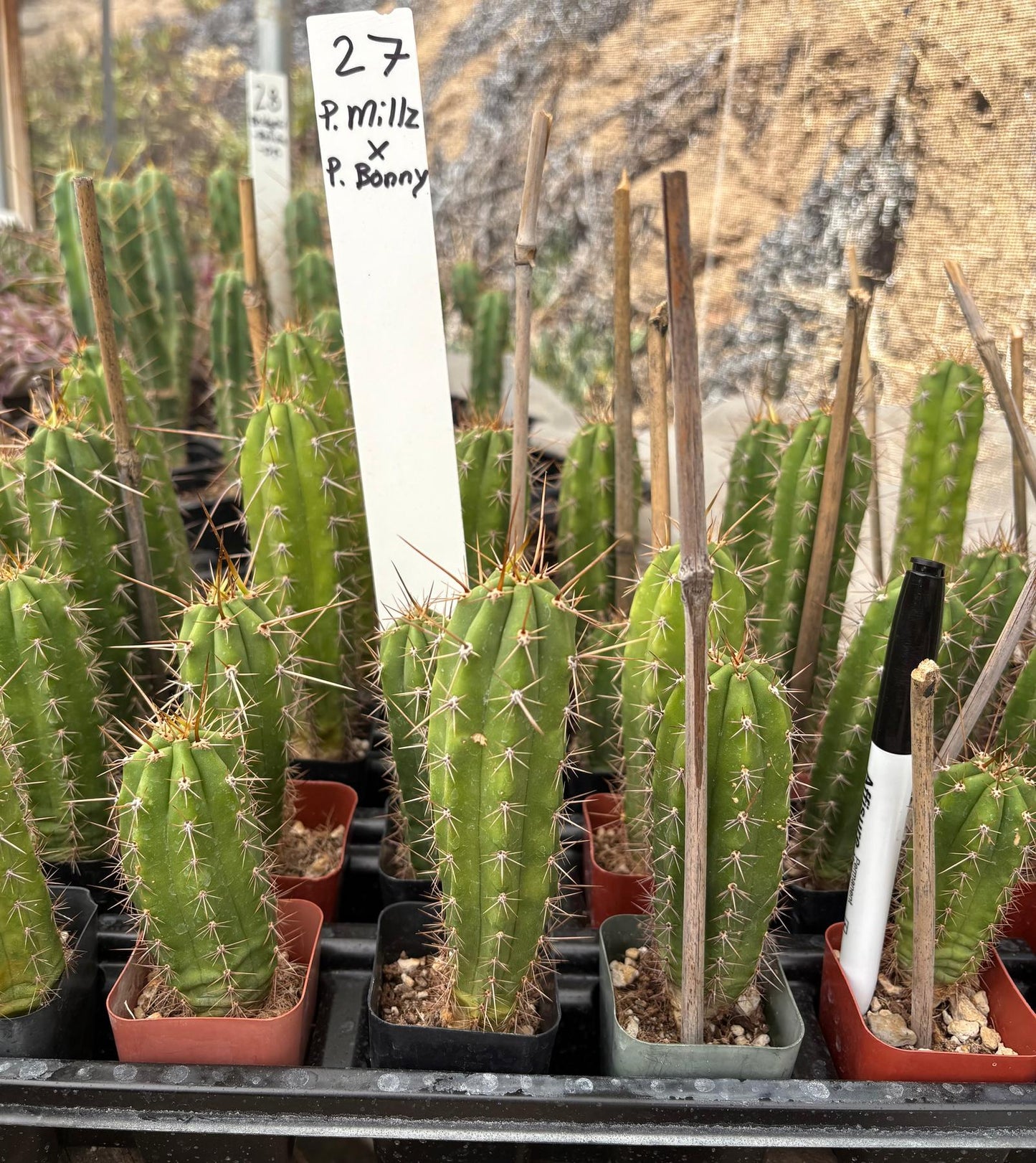 #EC225 Variety of Trichocereus Hybrid Cactus Bargain Potted Seedlings For Sale