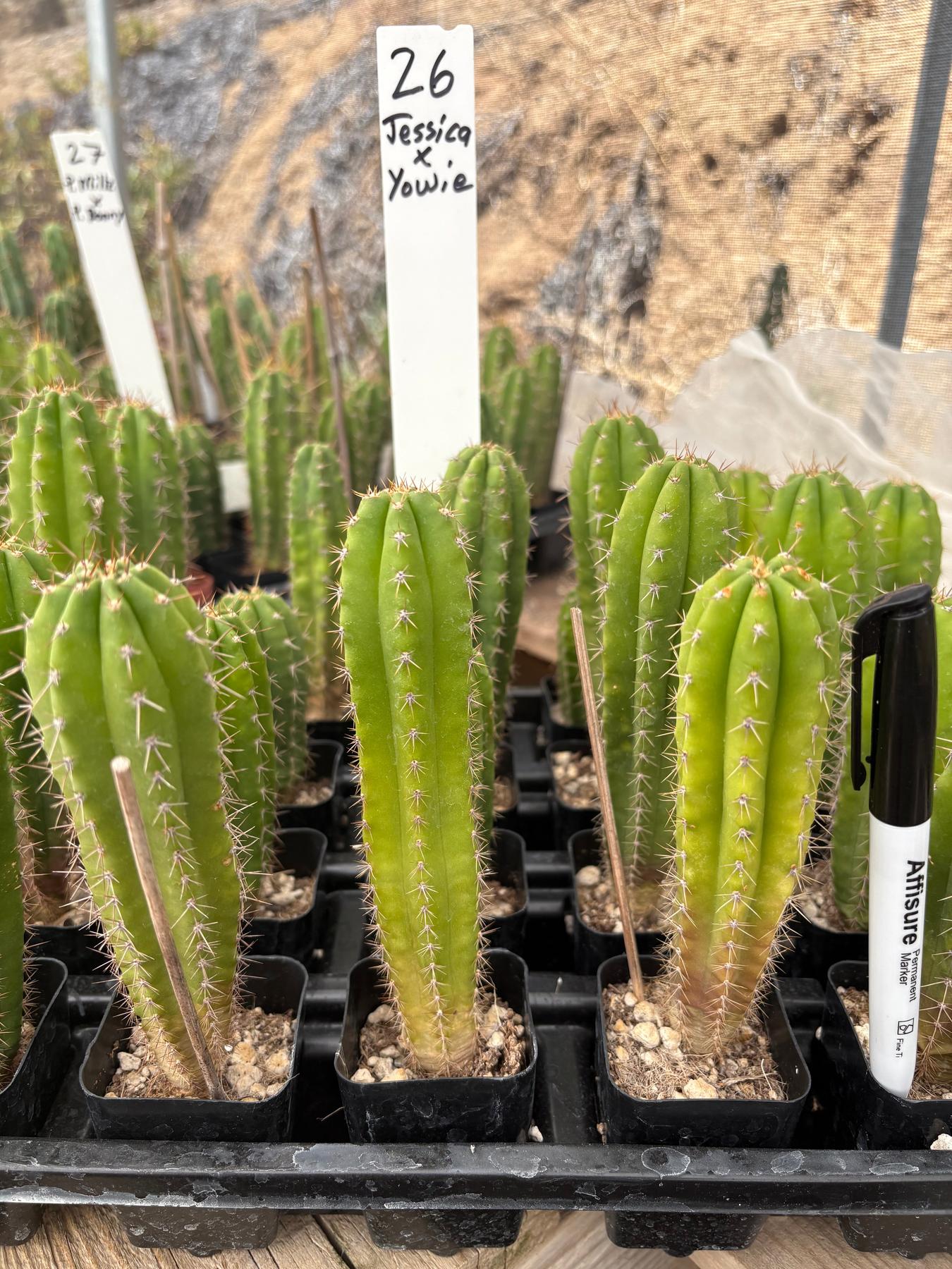 #EC225 Variety of Trichocereus Hybrid Cactus Bargain Potted Seedlings For Sale