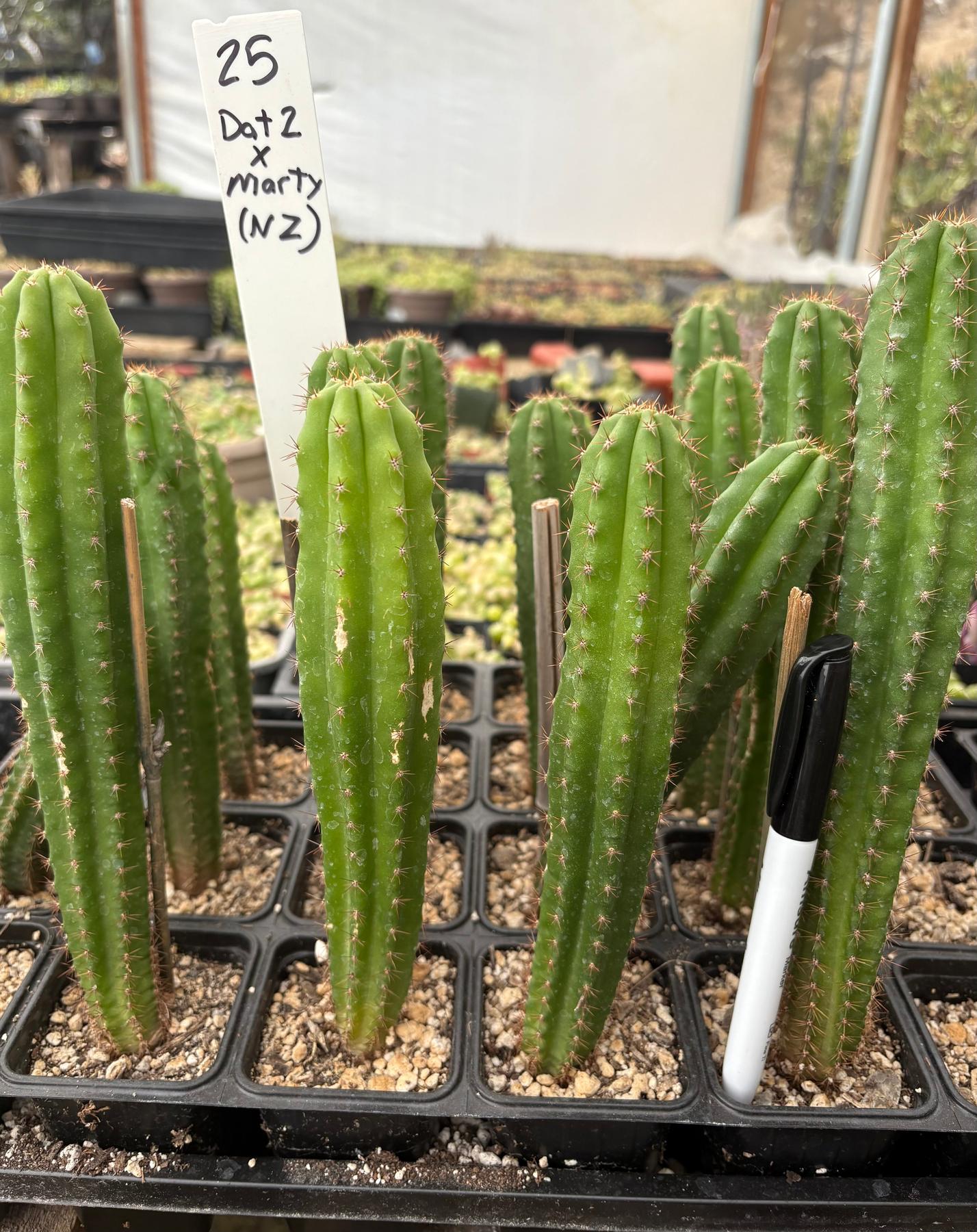 #EC225 Variety of Trichocereus Hybrid Cactus Bargain Potted Seedlings For Sale