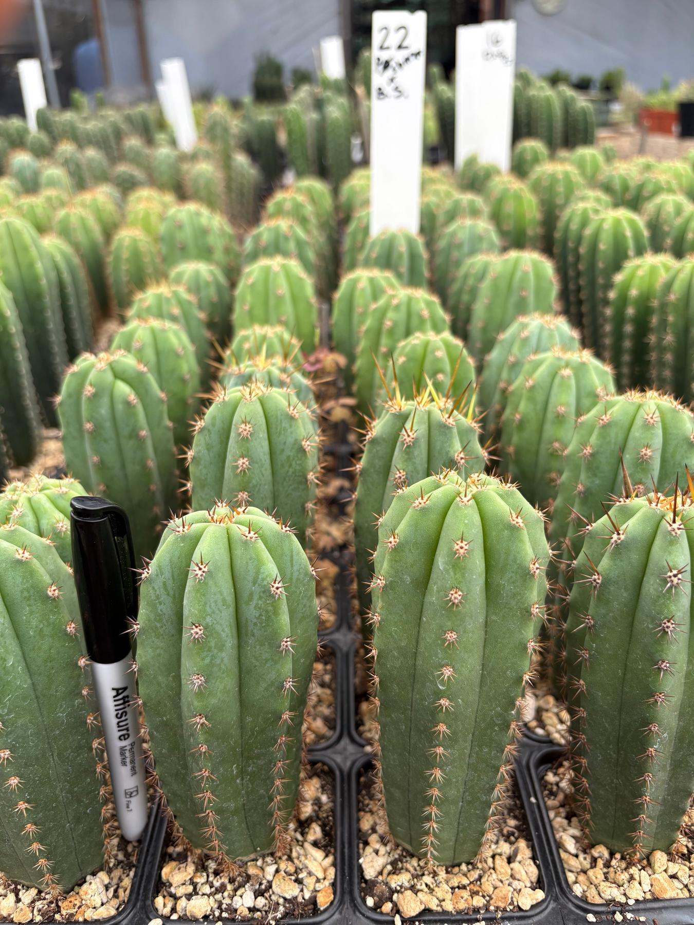 #EC225 Variety of Trichocereus Hybrid Cactus Bargain Potted Seedlings For Sale