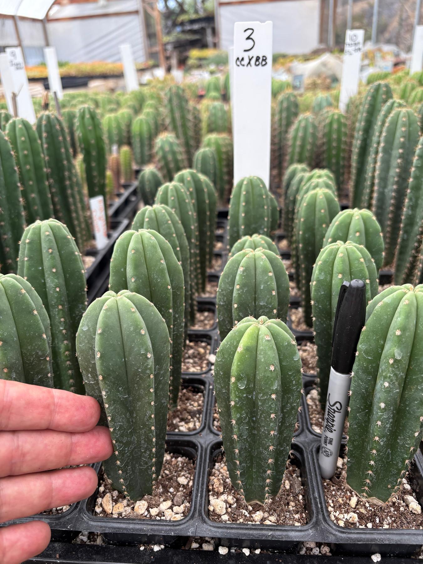 #EC225 Variety of Trichocereus Hybrid Cactus Bargain Potted Seedlings For Sale