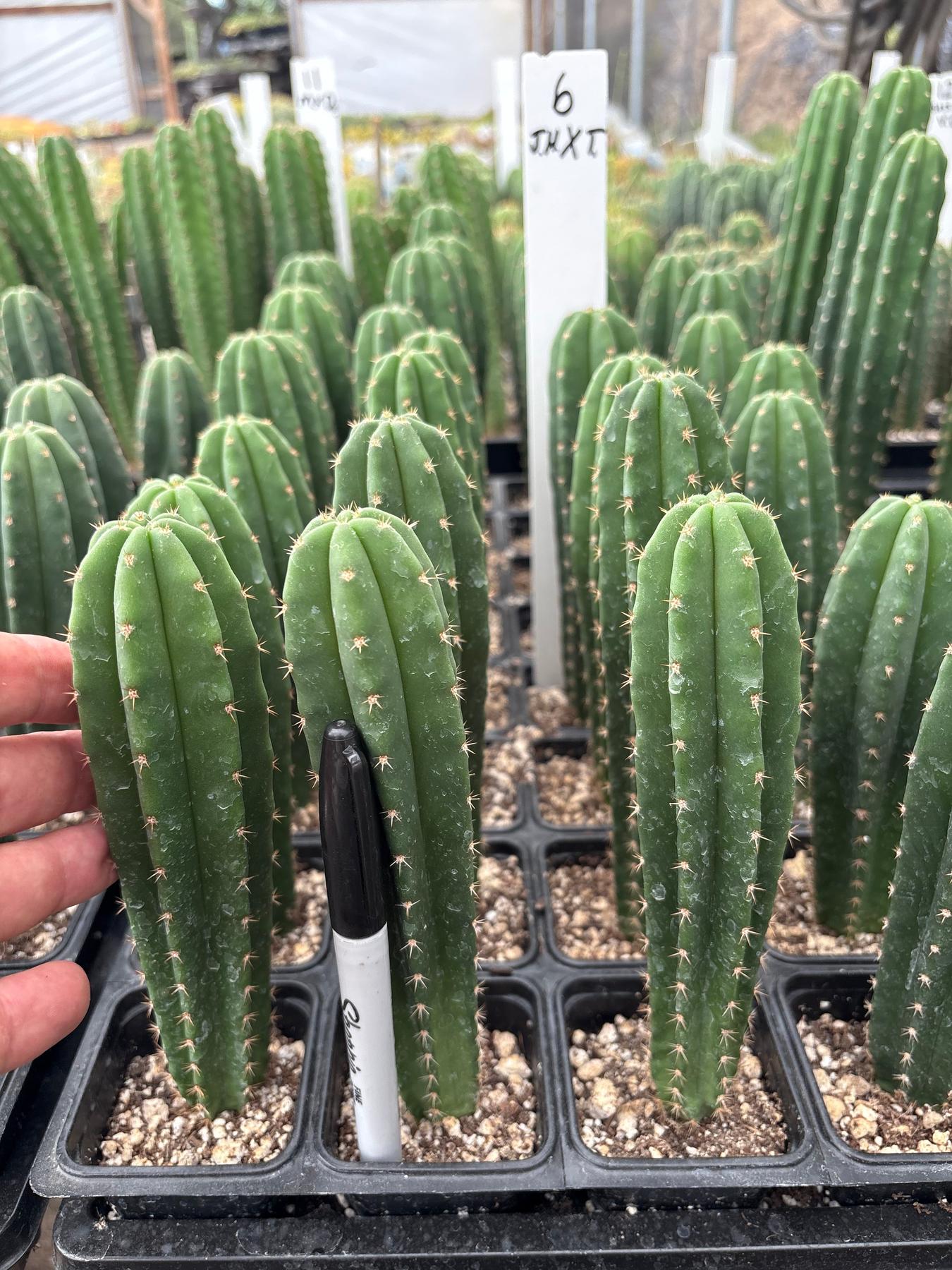 #EC225 Variety of Trichocereus Hybrid Cactus Bargain Potted Seedlings For Sale