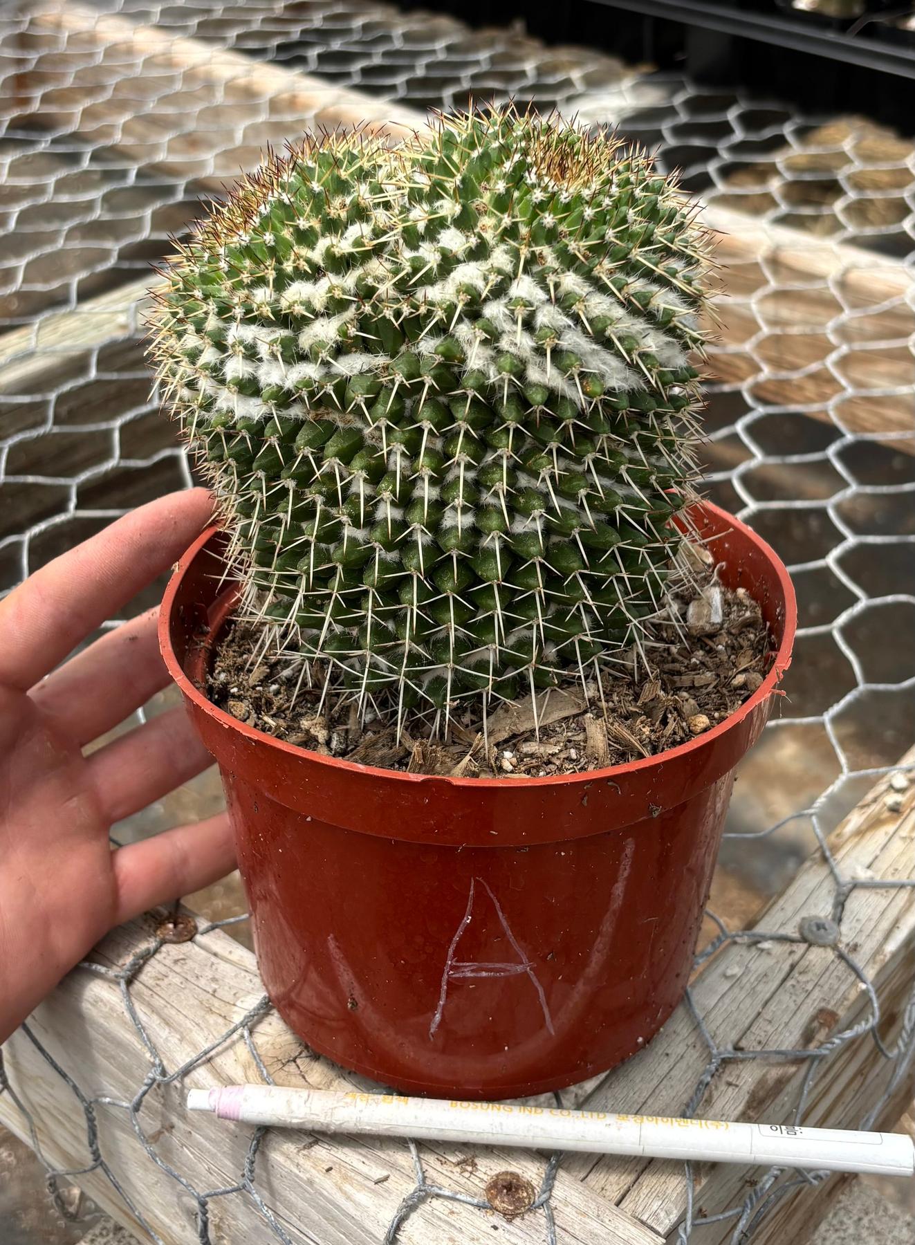 #EC227 EXACT BIGGG Mammilaria Nejapensis Cactus Potted in 6” containers