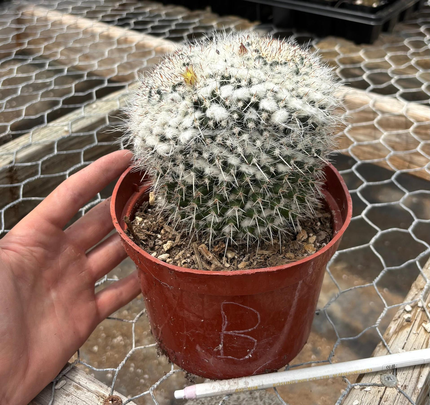#EC227 EXACT BIGGG Mammilaria Nejapensis Cactus Potted in 6” containers