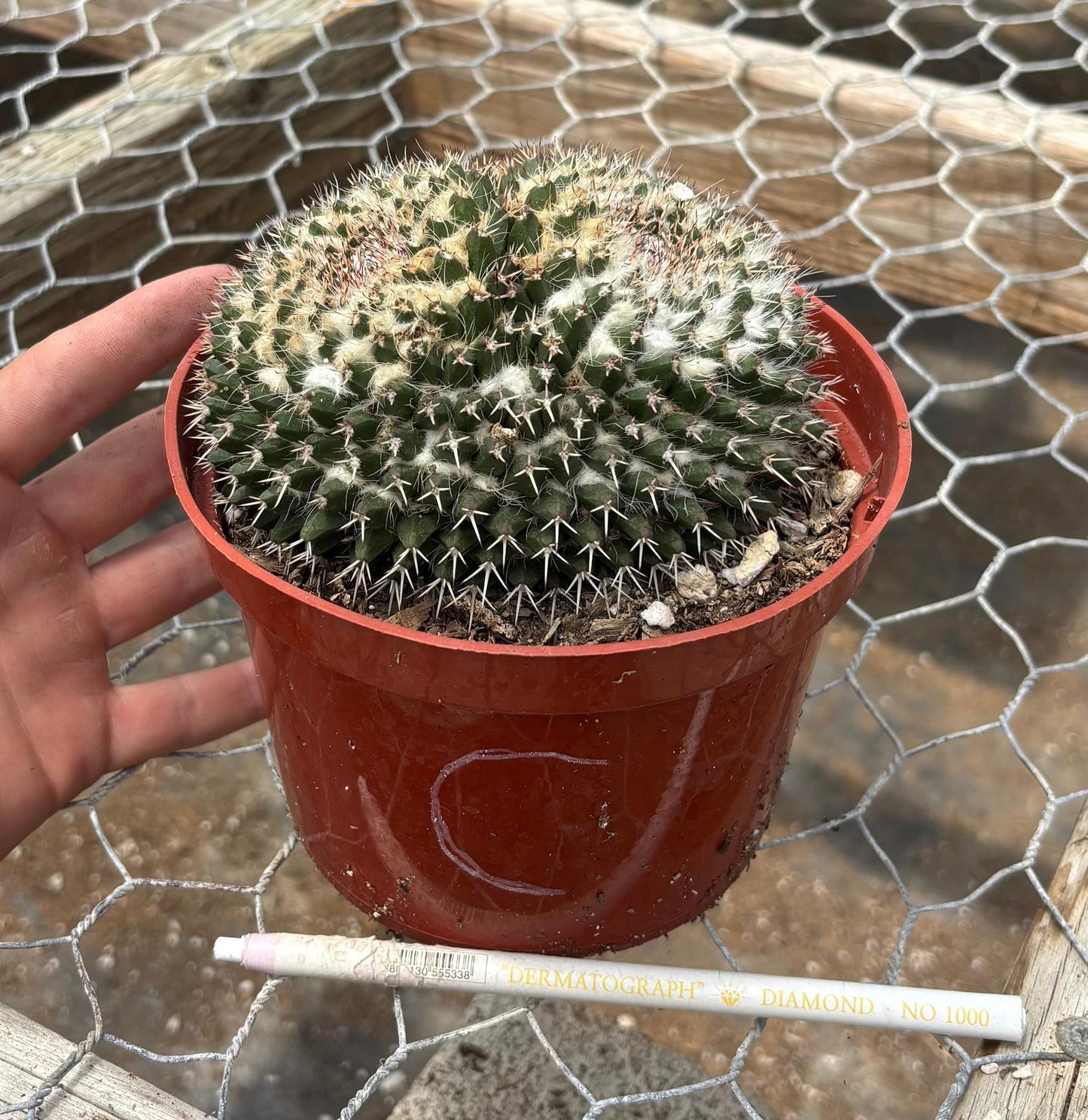 #EC227 EXACT BIGGG Mammilaria Nejapensis Cactus Potted in 6” containers