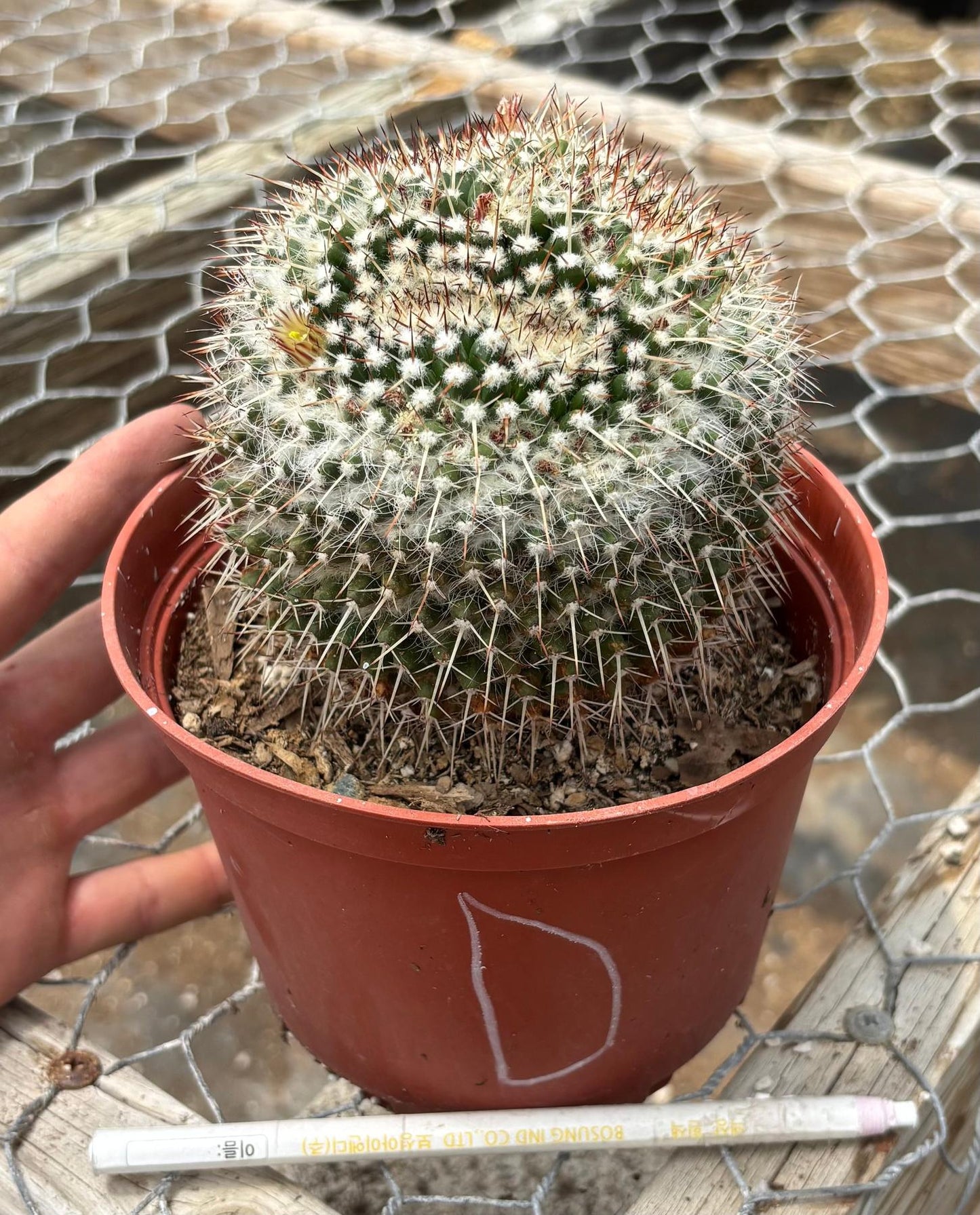 #EC227 EXACT BIGGG Mammilaria Nejapensis Cactus Potted in 6” containers