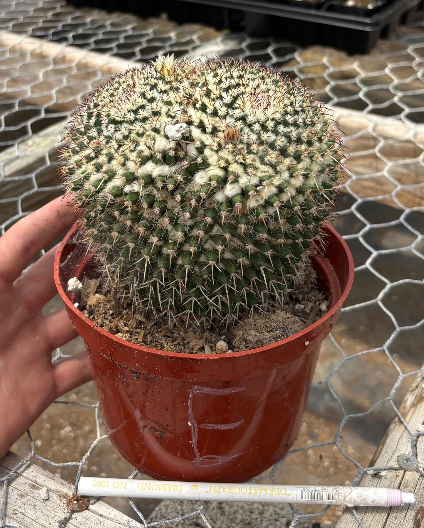 #EC227 EXACT BIGGG Mammilaria Nejapensis Cactus Potted in 6” containers