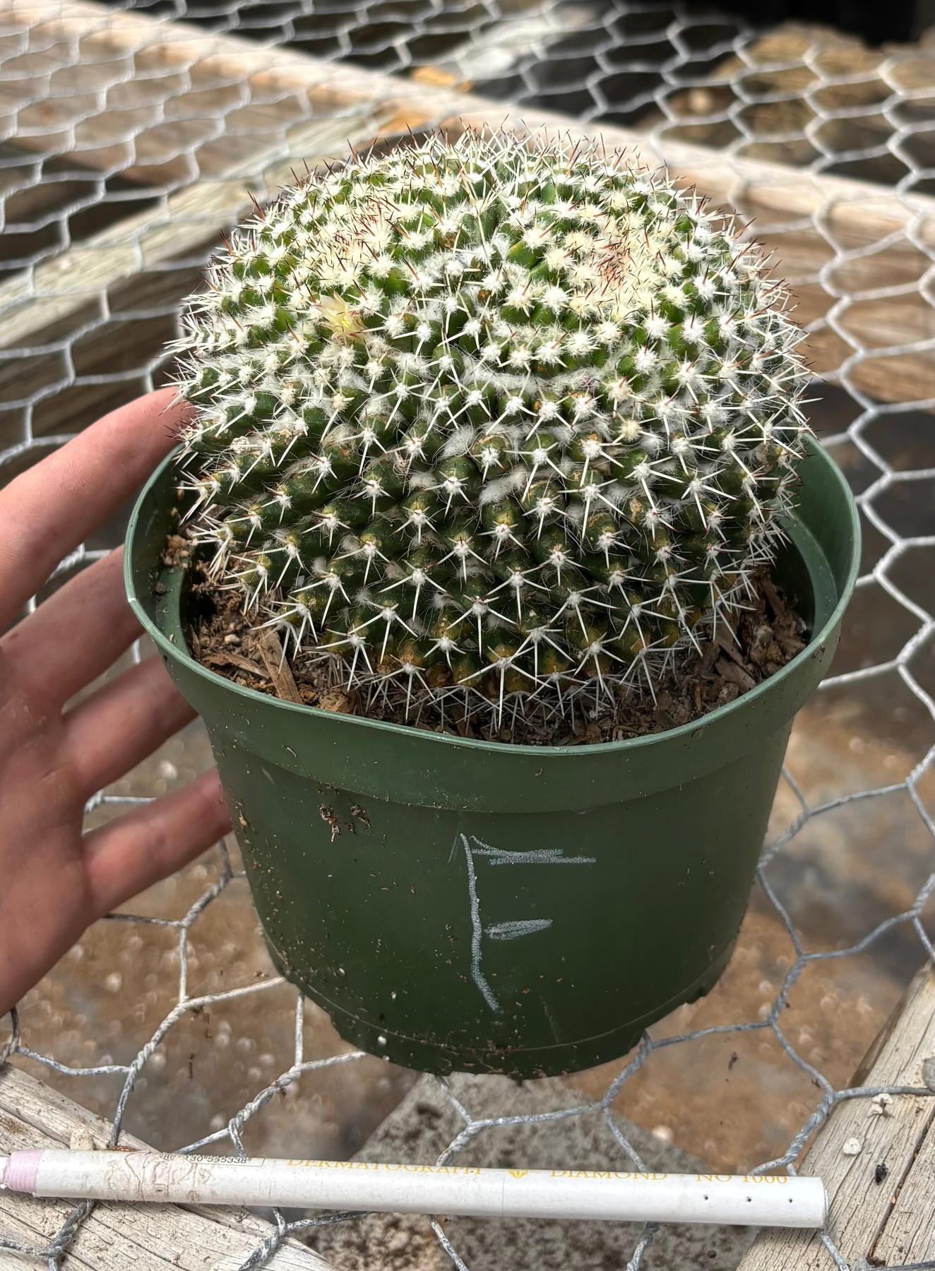 #EC227 EXACT BIGGG Mammilaria Nejapensis Cactus Potted in 6” containers