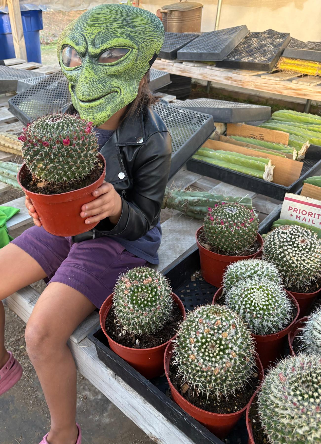 #EC227 EXACT BIGGG Mammilaria Nejapensis Cactus Potted in 6” containers
