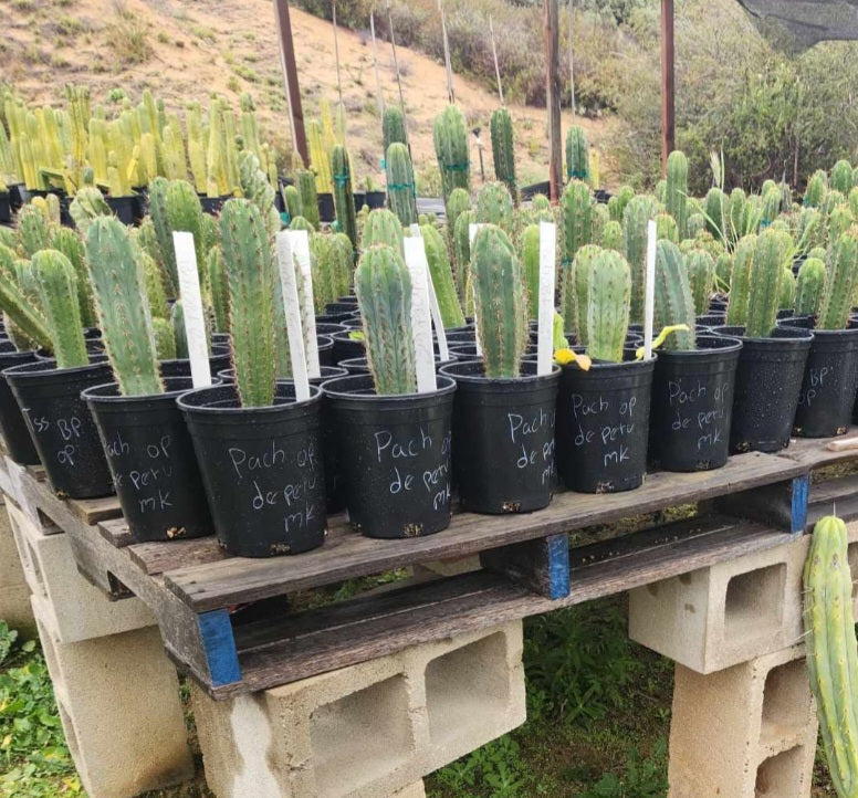 #EC230 EXACT Trichocereus Peruvianus OP Seedlings from Peru Cactus