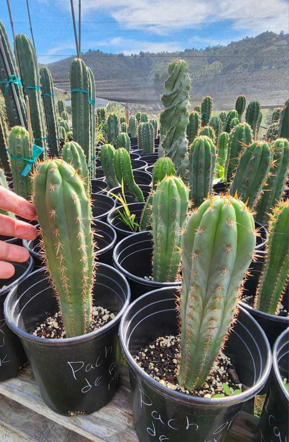 #EC230 EXACT Trichocereus Peruvianus OP Seedlings from Peru Cactus