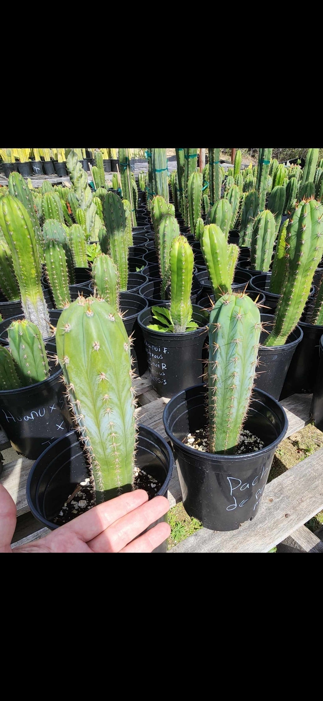 #EC230 EXACT Trichocereus Peruvianus OP Seedlings from Peru Cactus