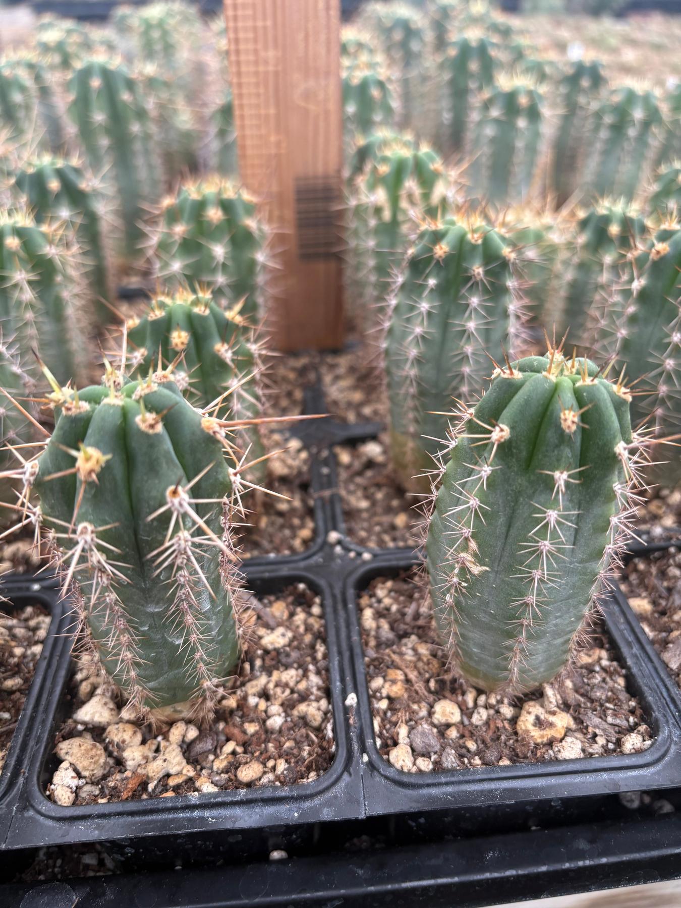 #EC230 EXACT Trichocereus Peruvianus OP Seedlings from Peru Cactus