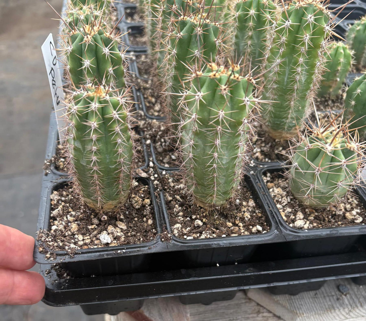 #EC230 EXACT Trichocereus Peruvianus OP Seedlings from Peru Cactus