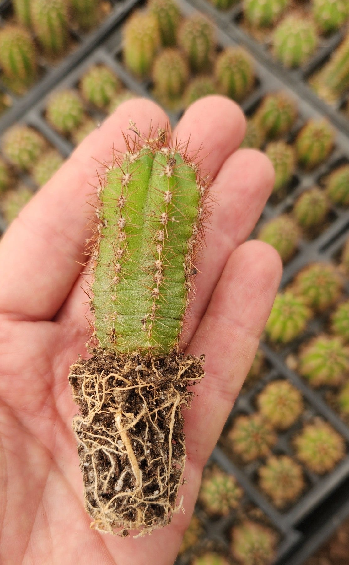 #EC230 EXACT Trichocereus Peruvianus OP Seedlings from Peru Cactus