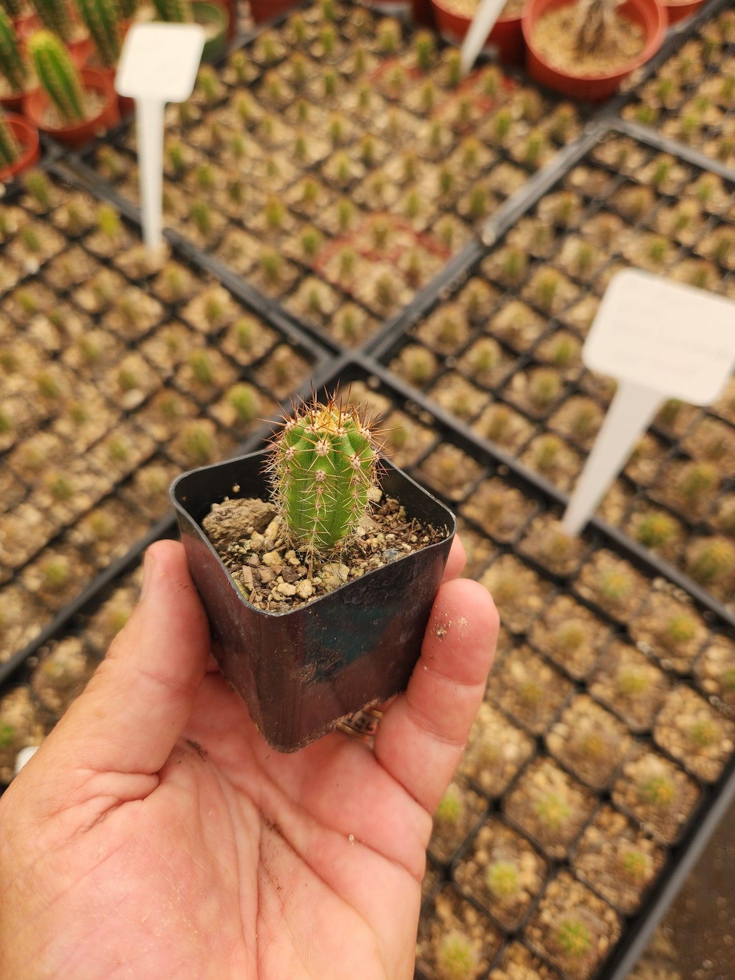 #EC230 EXACT Trichocereus Peruvianus OP Seedlings from Peru Cactus