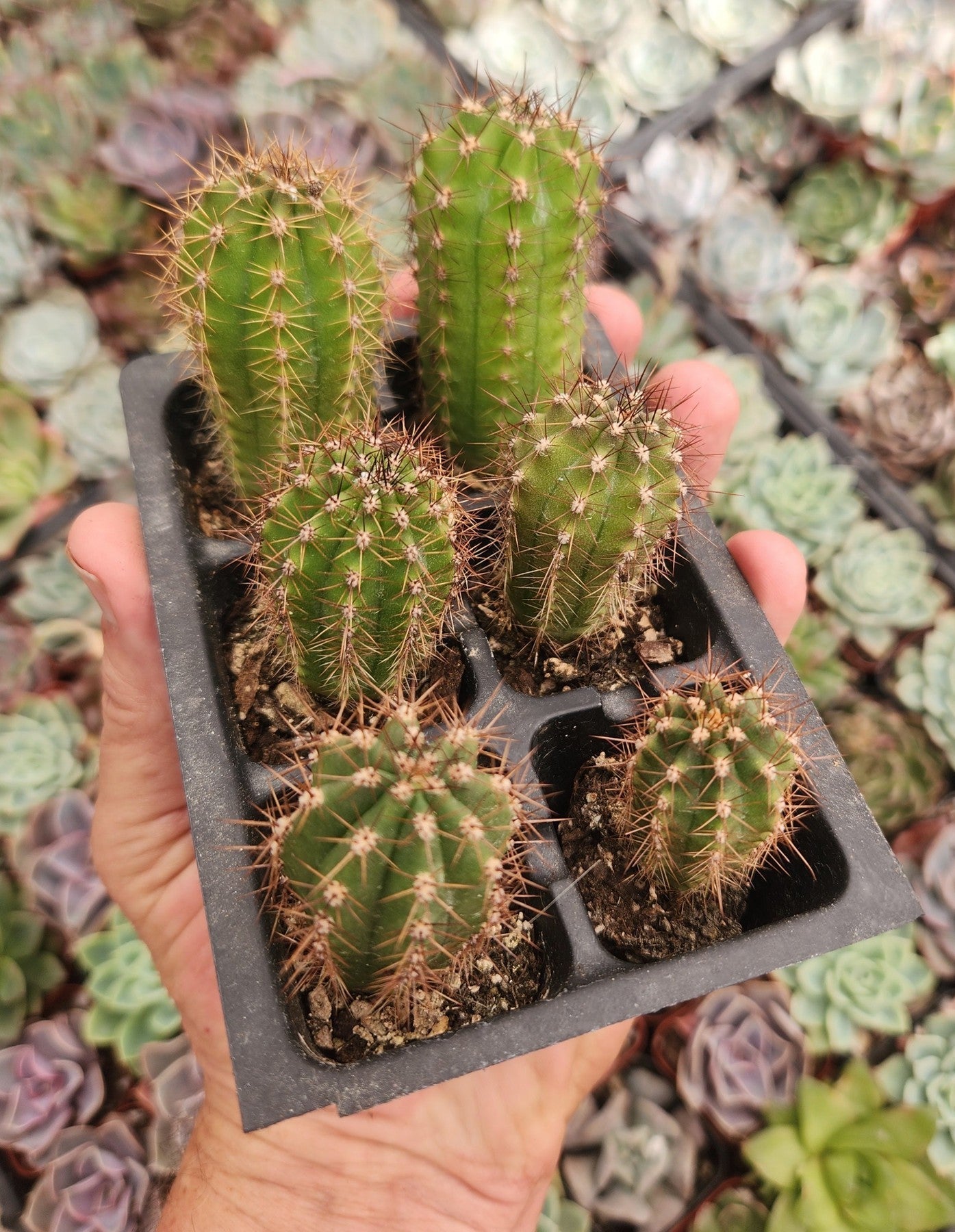 #EC230 EXACT Trichocereus Peruvianus OP Seedlings from Peru Cactus