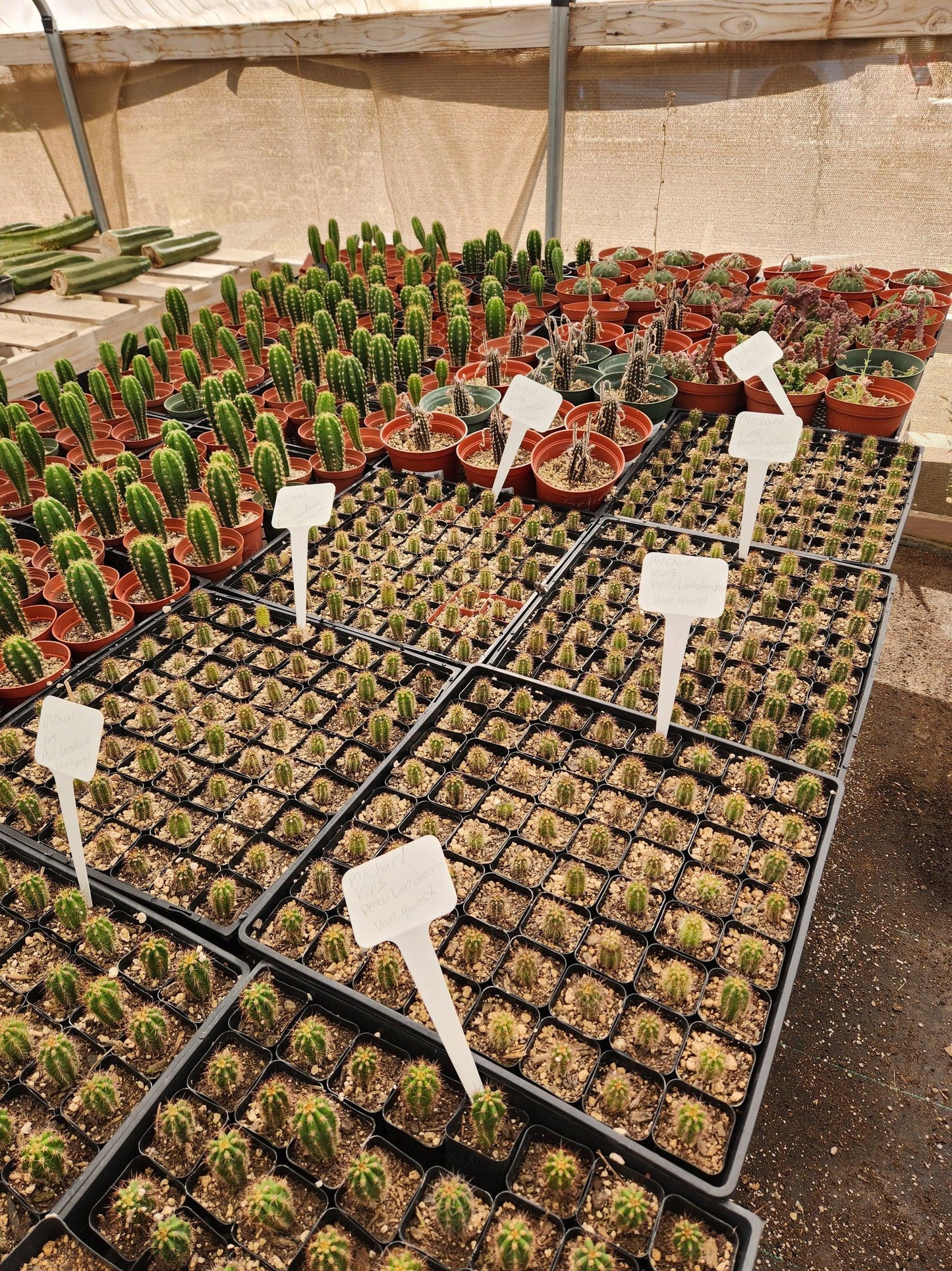 #EC230 EXACT Trichocereus Peruvianus OP Seedlings from Peru Cactus
