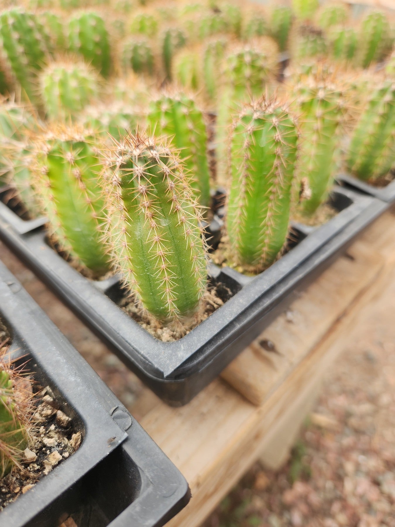 #EC230 EXACT Trichocereus Peruvianus OP Seedlings from Peru Cactus