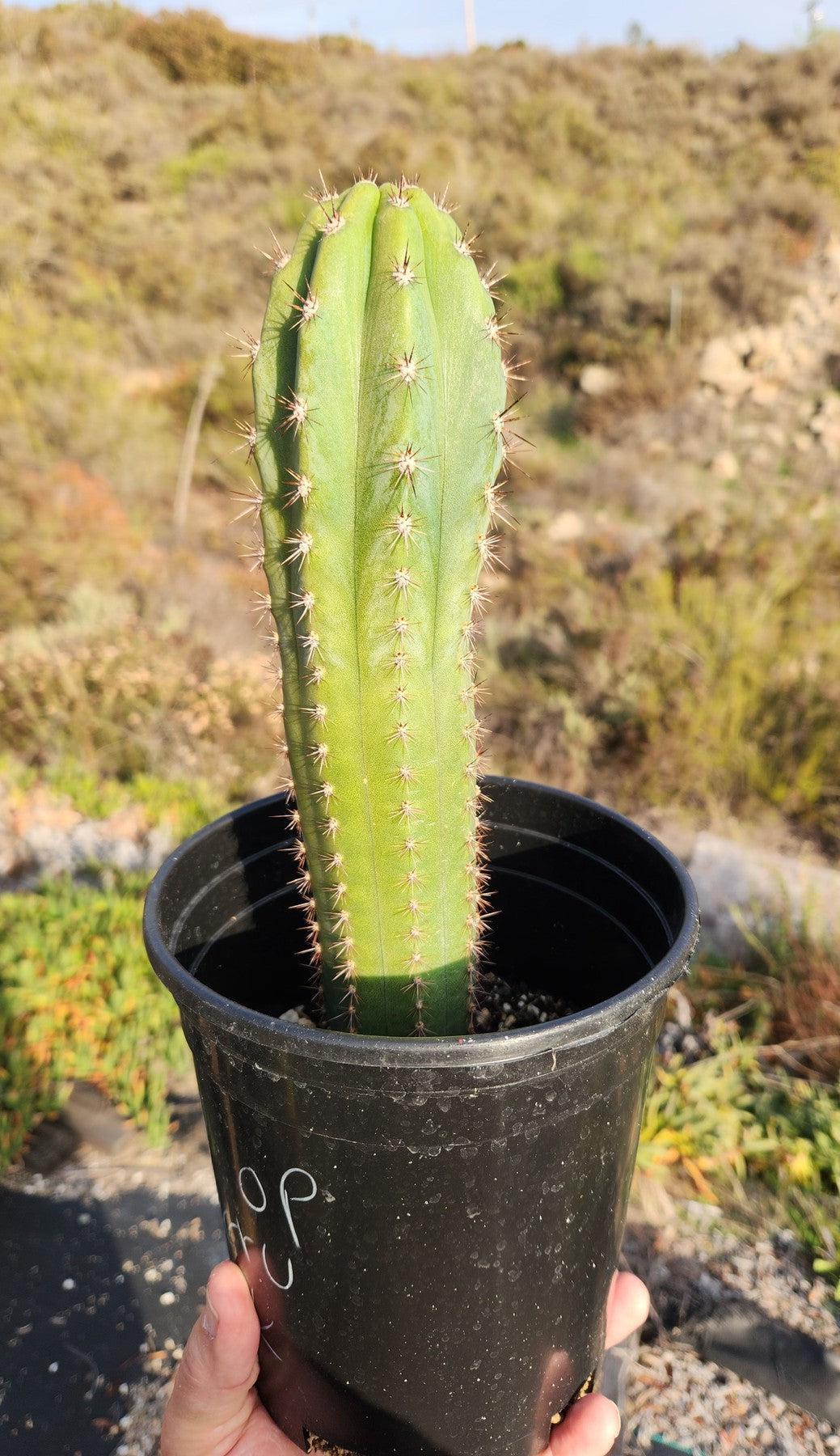 #EC230 EXACT Trichocereus Peruvianus OP Seedlings from Peru Cactus