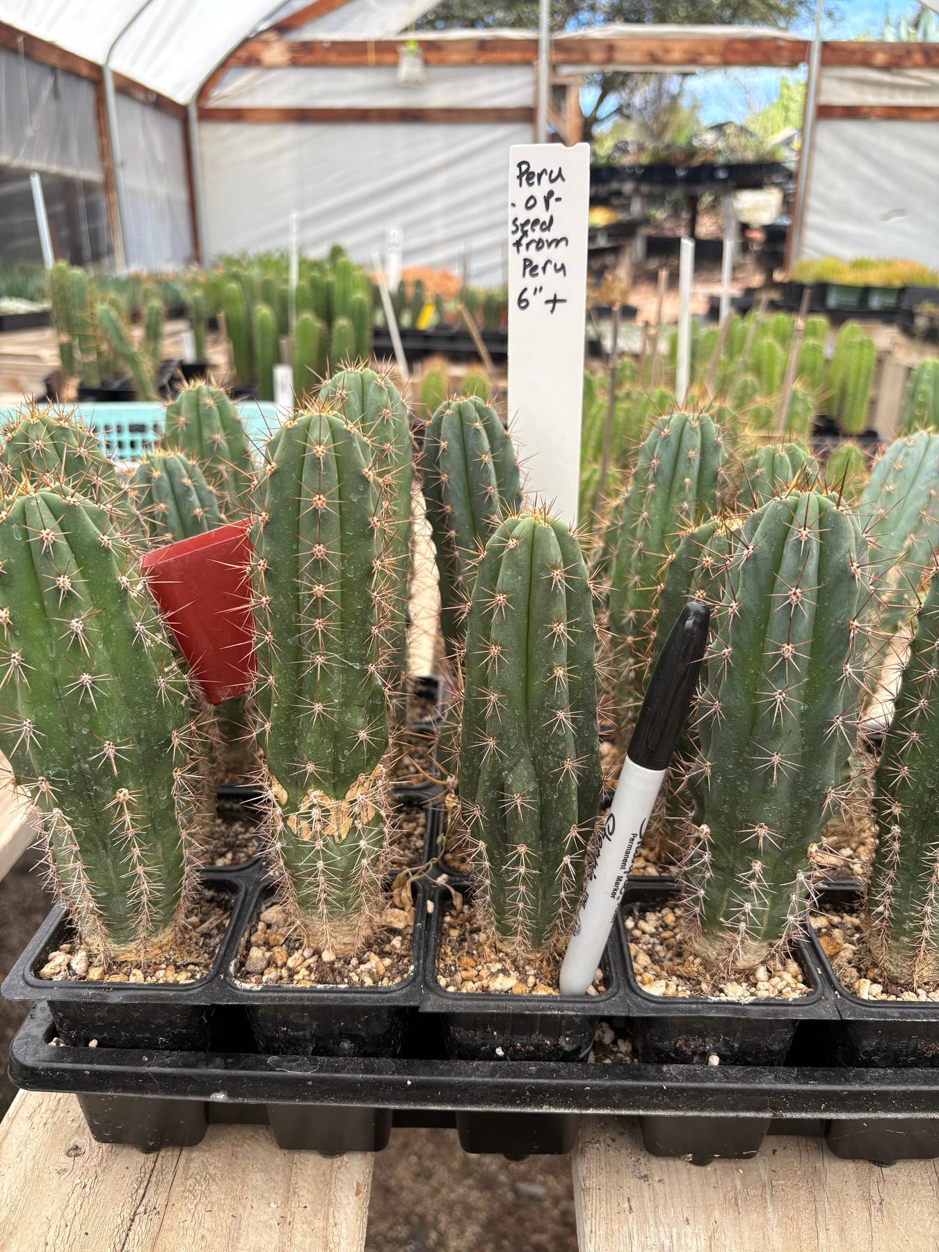#EC230 EXACT Trichocereus Peruvianus OP Seedlings from Peru Cactus